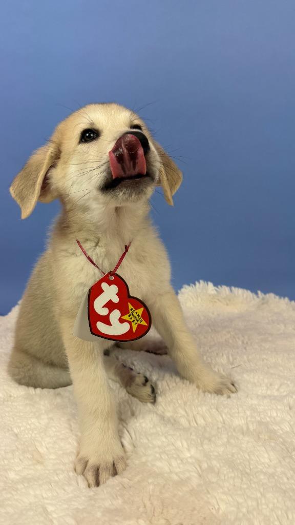 Enlarge Smoochy Frog, a Adoptable mixed breed in Phoenix, AZ image 6/6