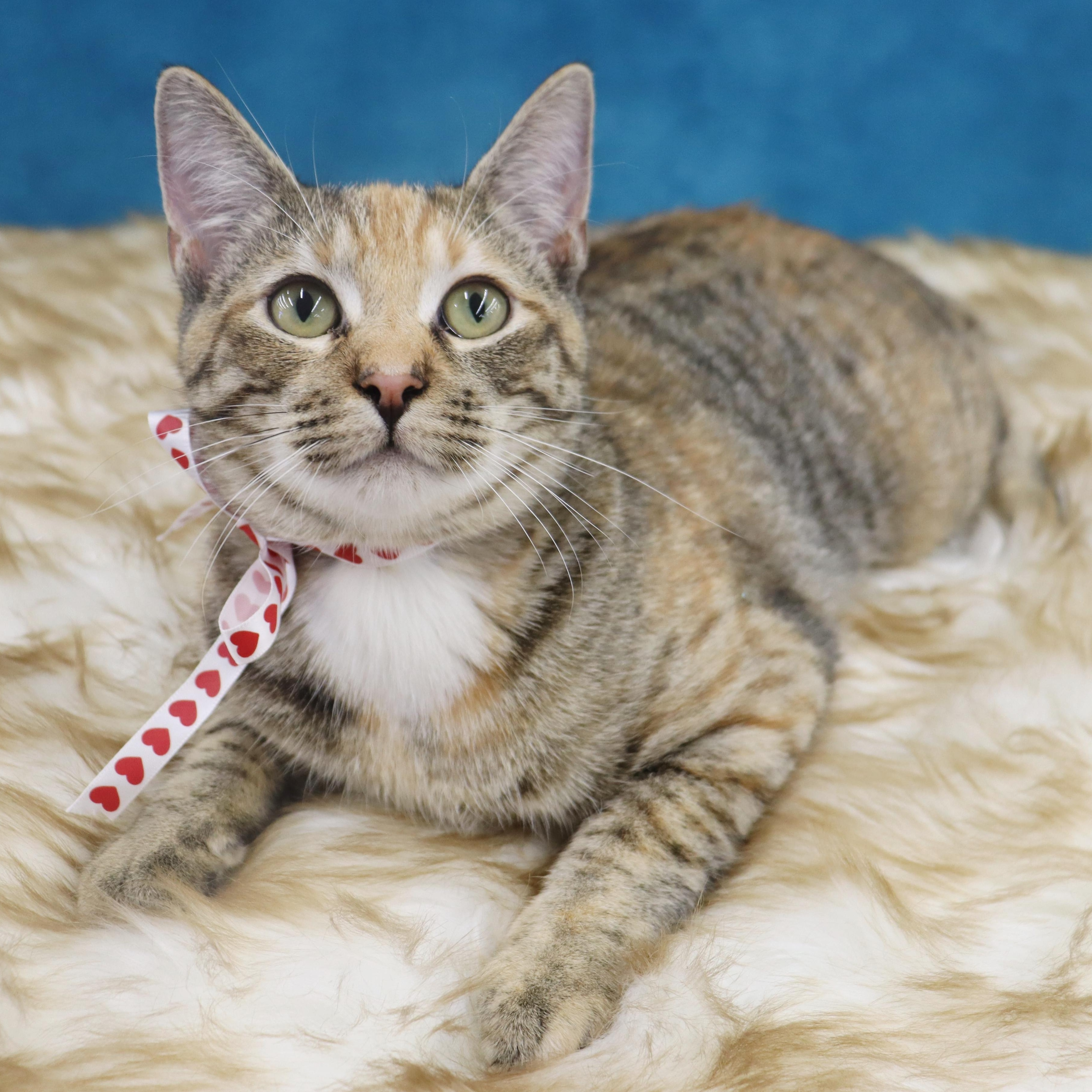 Enlarge Louise, an adopted Domestic Short Hair in League City, TX image 5/5