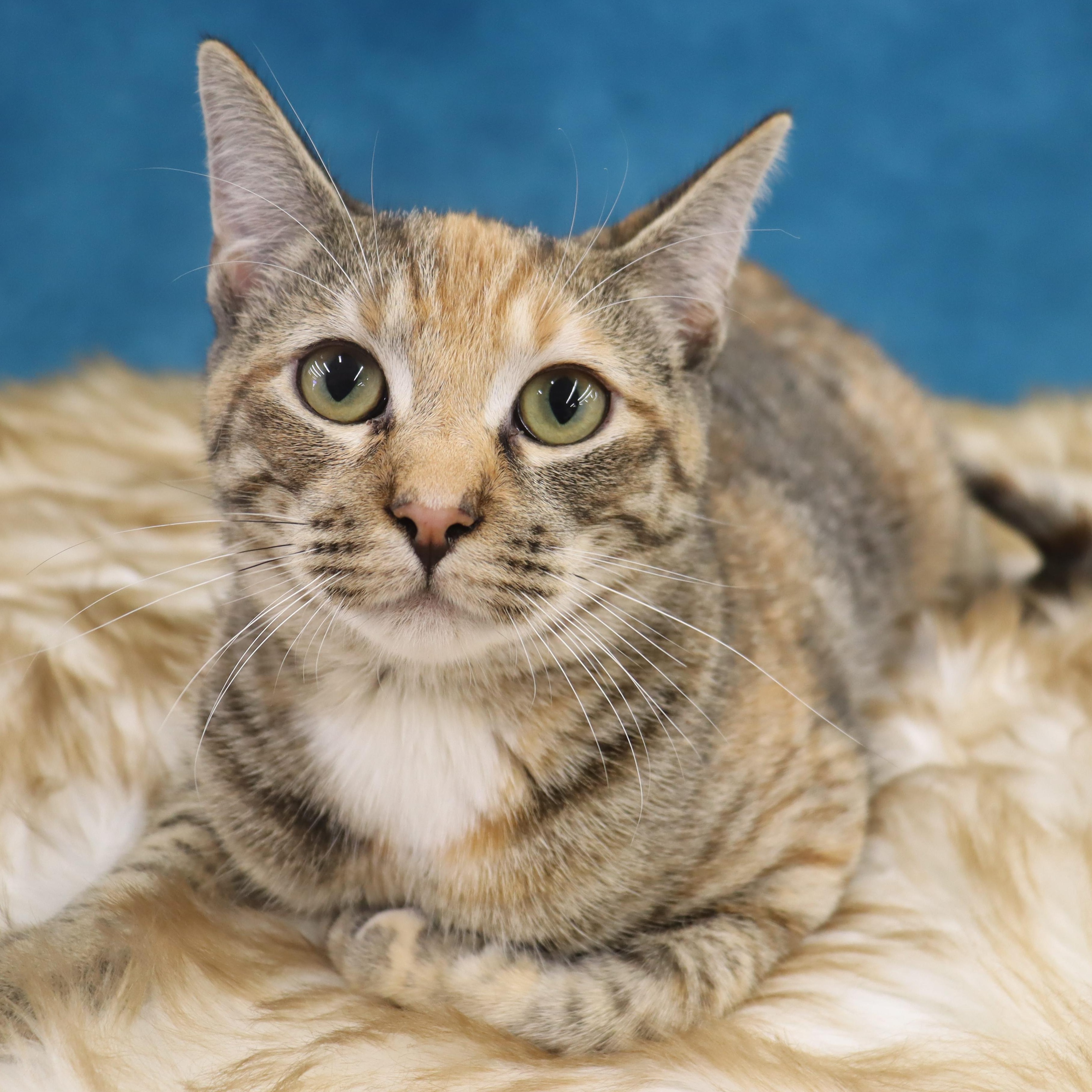 Enlarge Louise, an adopted Domestic Short Hair in League City, TX image 4/5