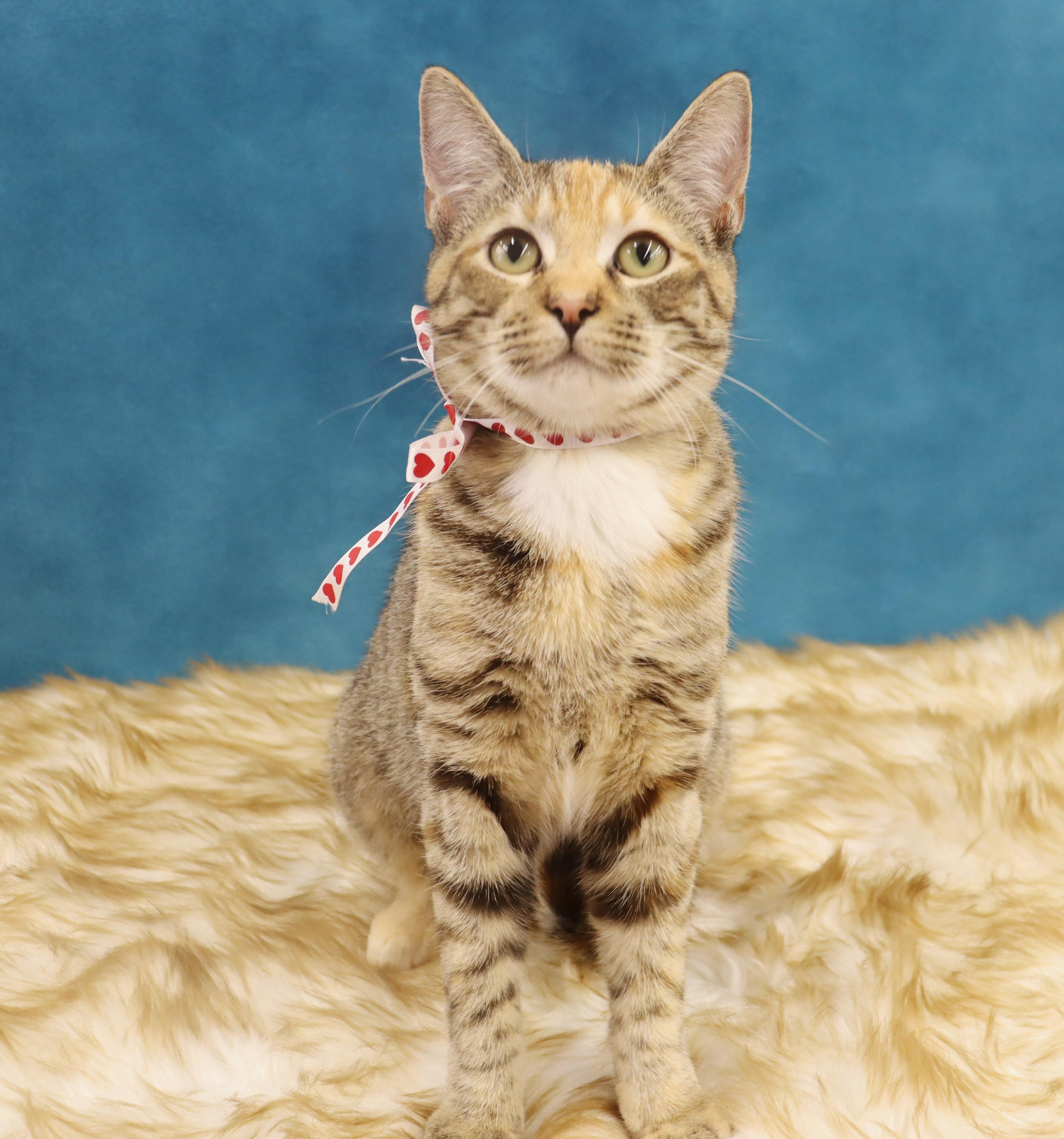 Enlarge Louise, an adopted Domestic Short Hair in League City, TX image 3/5