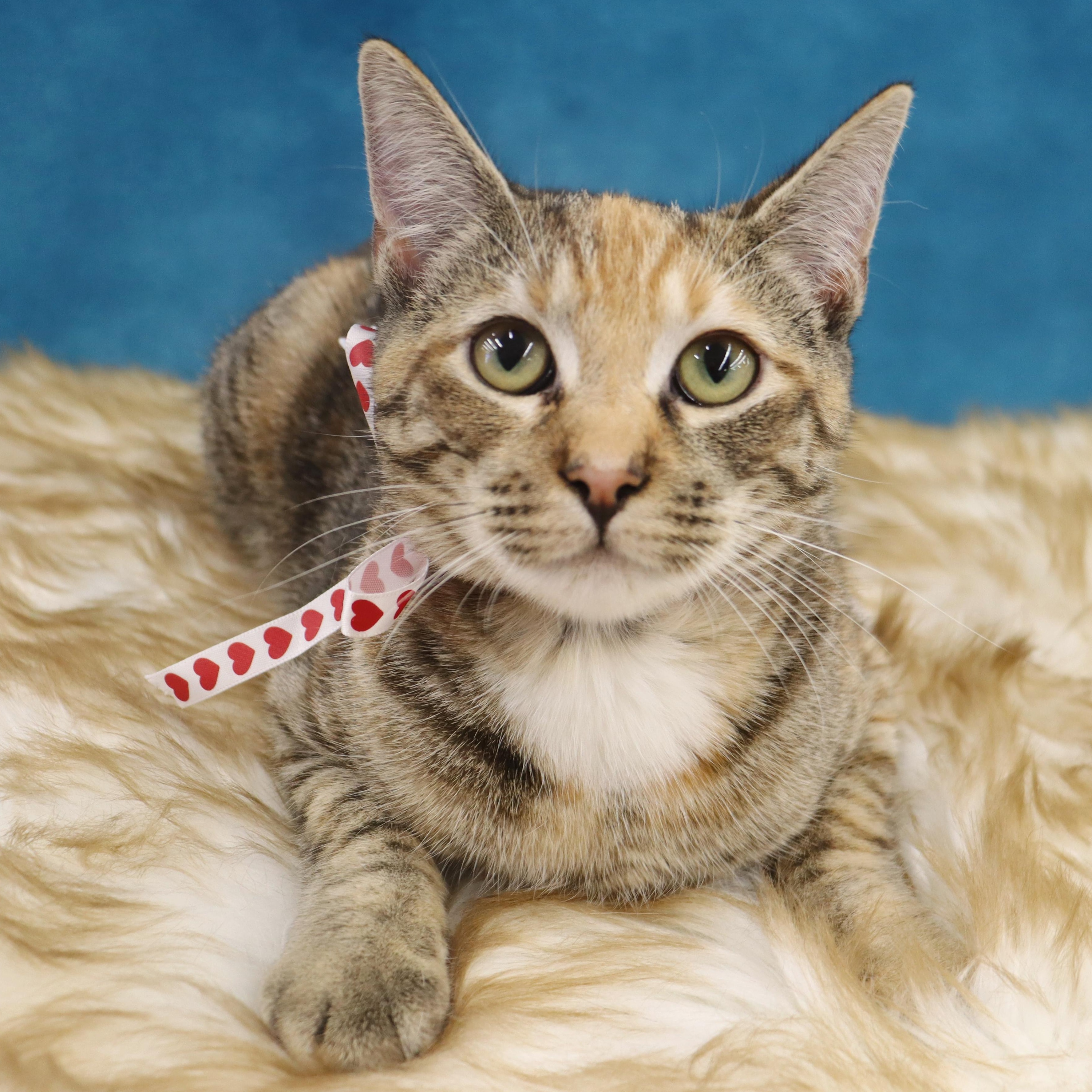 Louise, adopted, Kitten Female Domestic Short Hair.