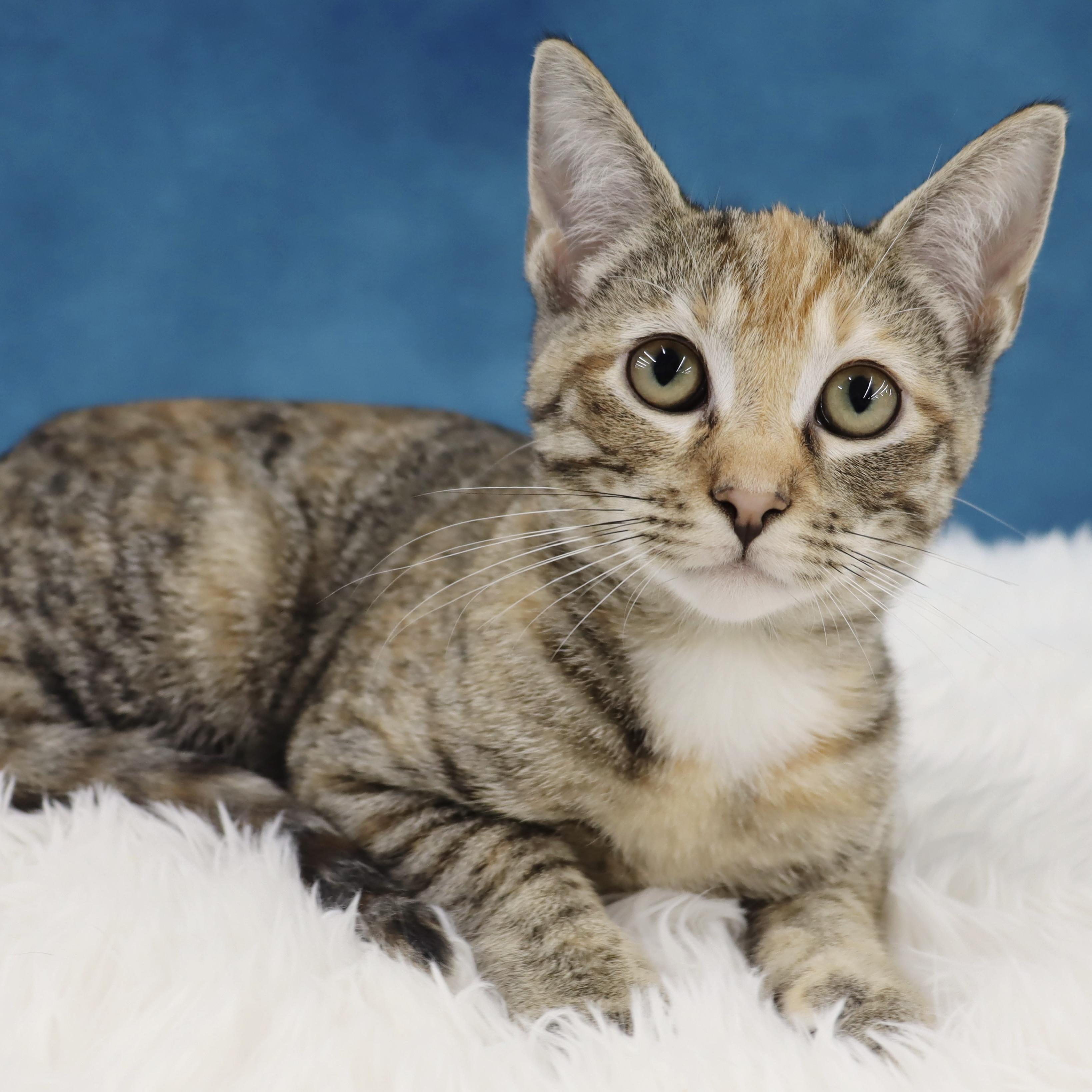 Enlarge Louise, an adopted Domestic Short Hair in League City, TX image 2/5