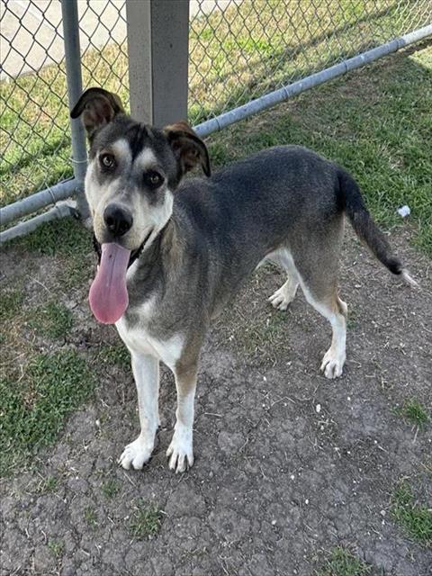 FREEBIRD, Adoptable, Young Male German Shepherd Dog & Husky.