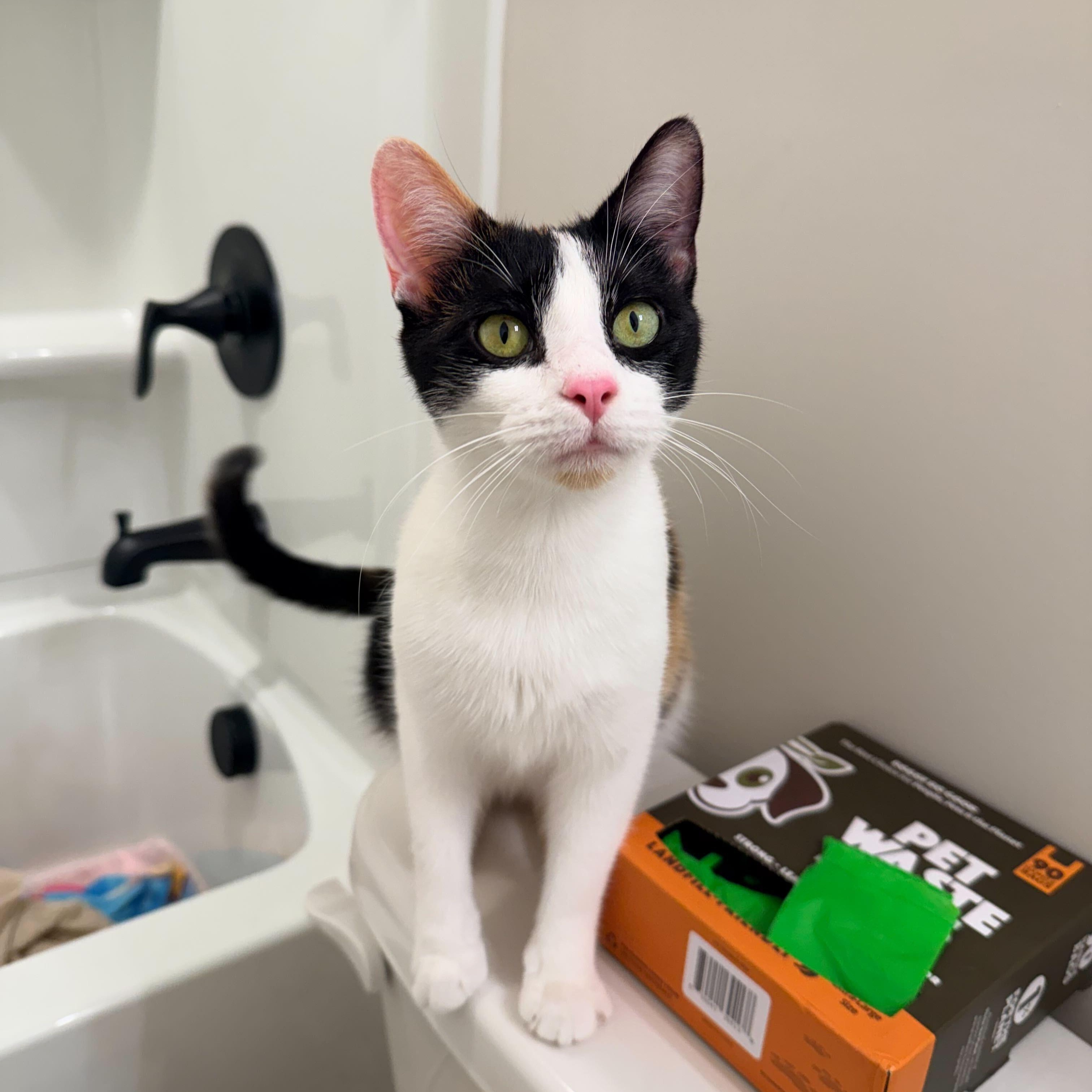 Ophelia, a Adoptable Domestic Short Hair in Duluth, GA image 2/5