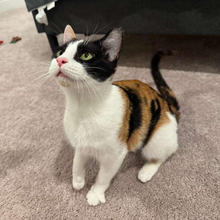 Ophelia, Adoptable, Adult Female Domestic Short Hair.