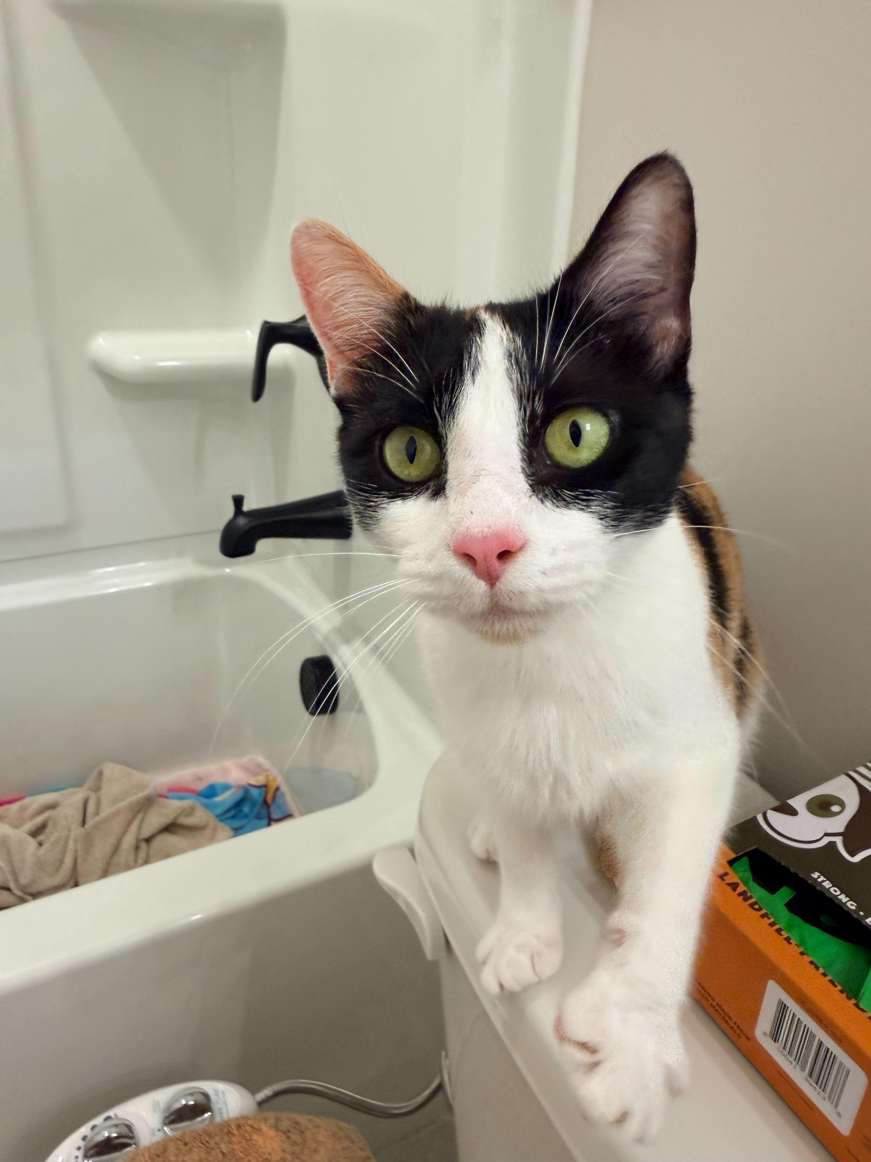 Ophelia, a Adoptable Domestic Short Hair in Duluth, GA image 4/5