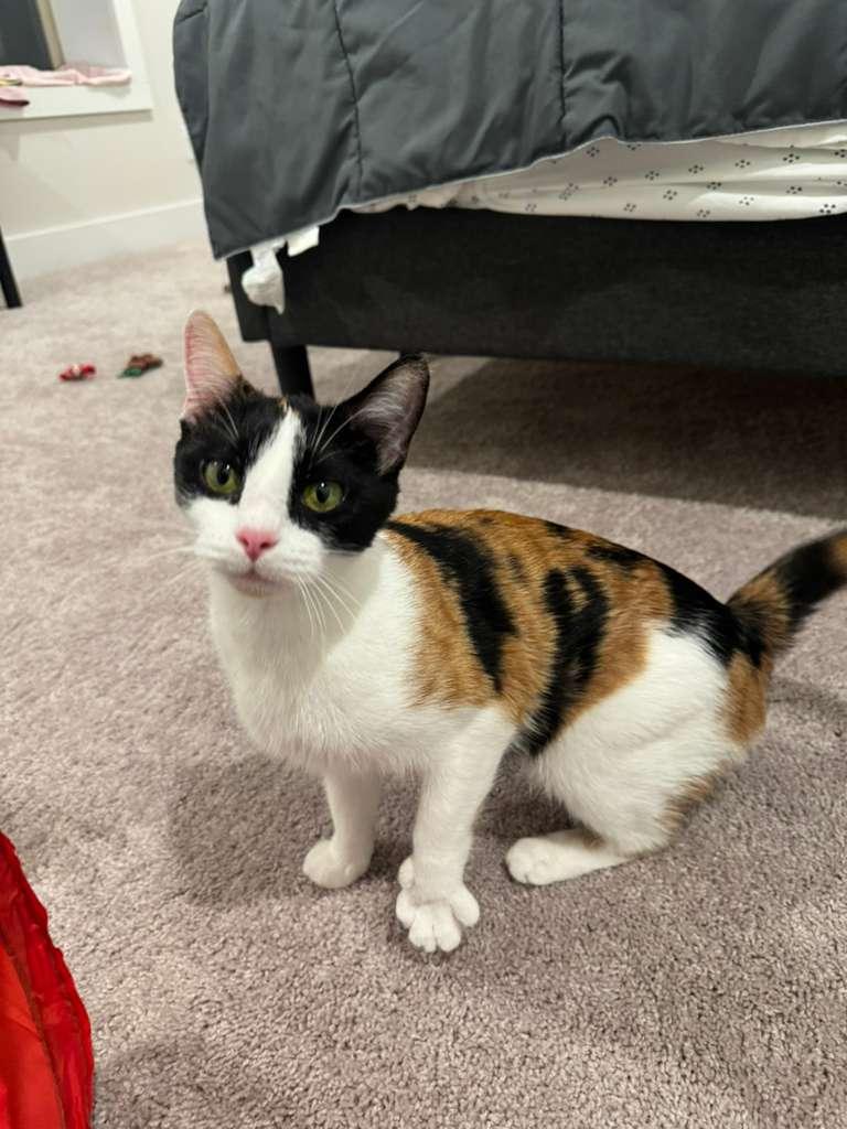 Ophelia, a Adoptable Domestic Short Hair in Duluth, GA image 5/5