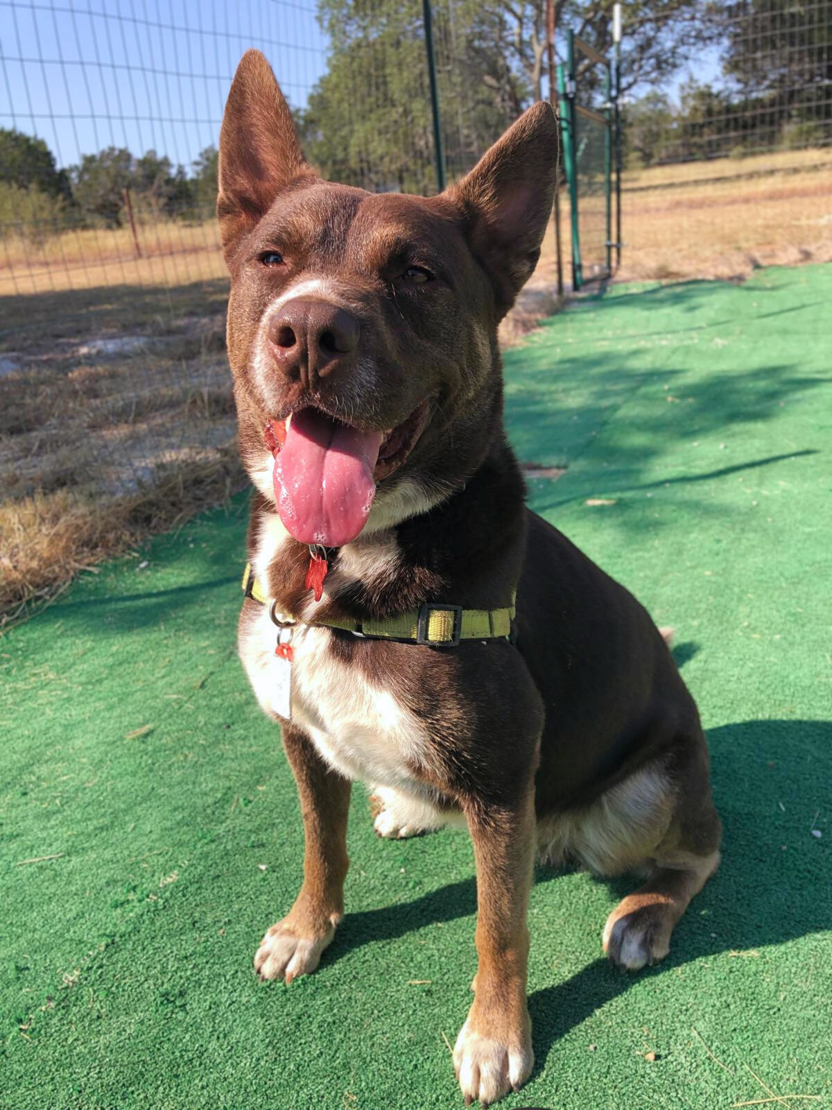 KODA, Adult Male Australian Cattle Dog / Blue Heeler