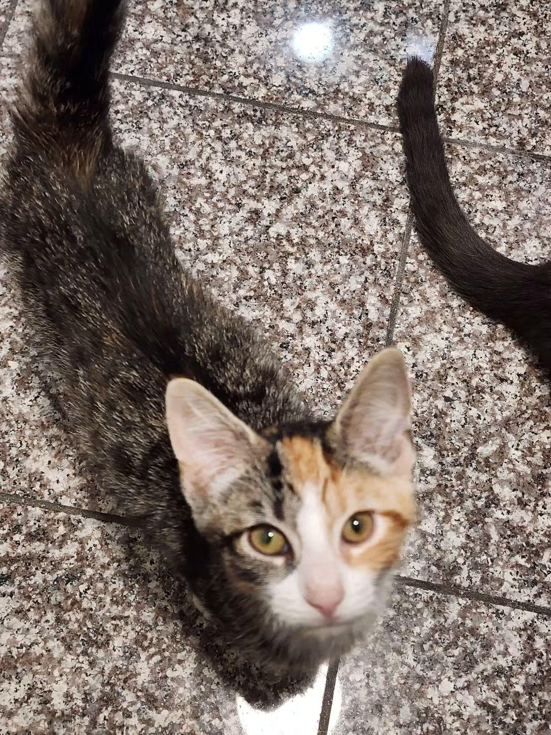 Enlarge Amora, a ADOPTABLE Domestic Short Hair in Temple, PA image 2/2
