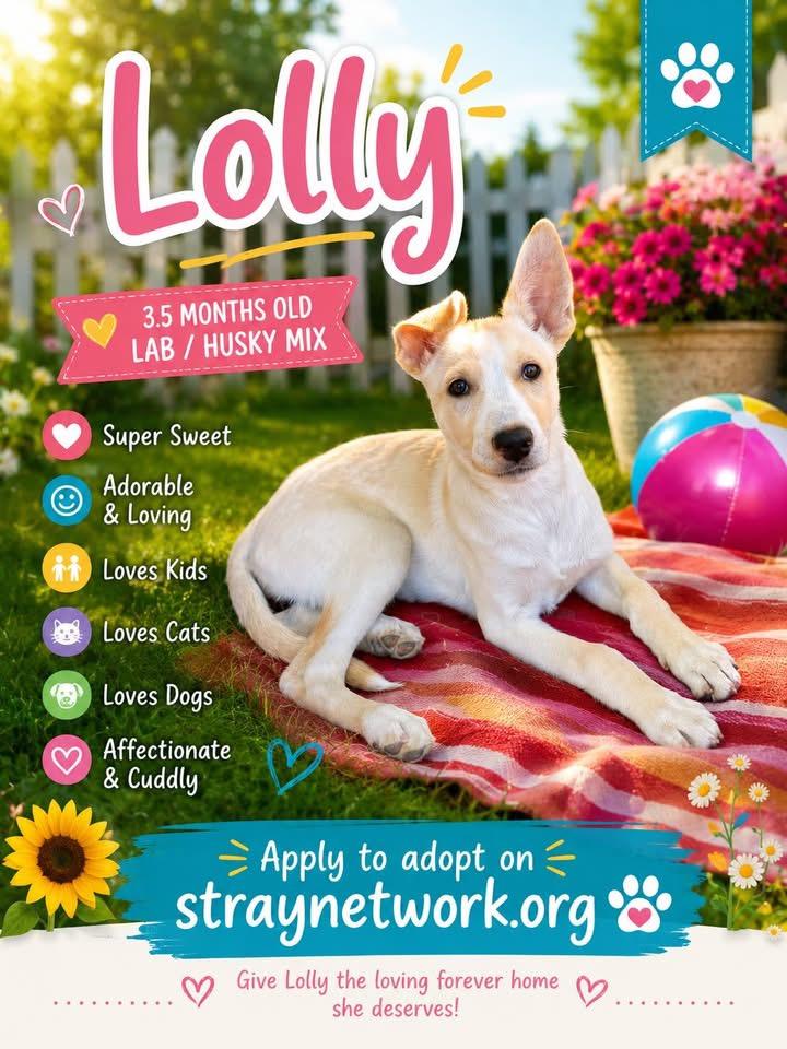 Lolly, ADOPTABLE, Puppy Female Labrador Retriever & Husky.