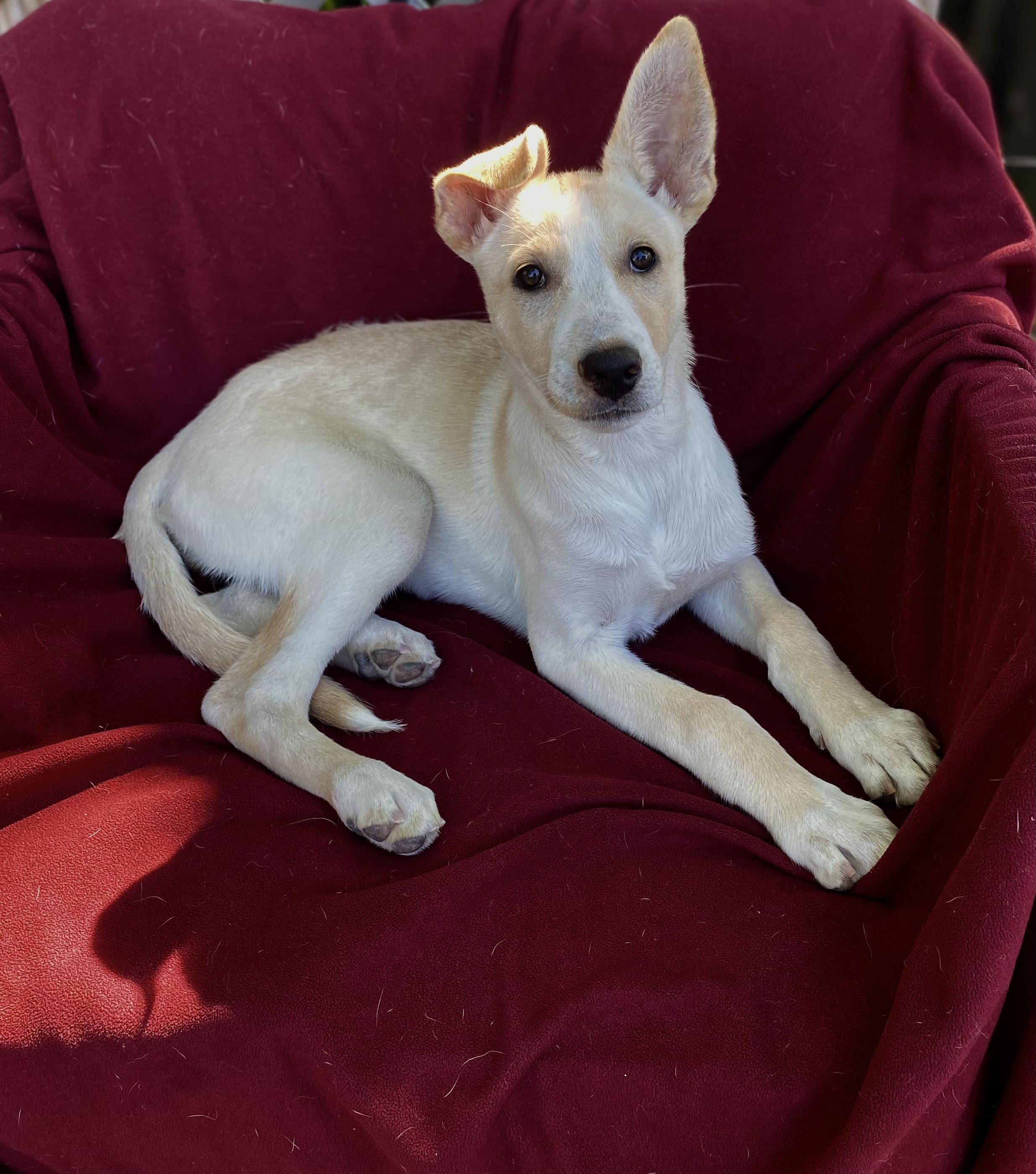 Lolly, a ADOPTABLE mixed breed in Hatfield, PA image 1/5