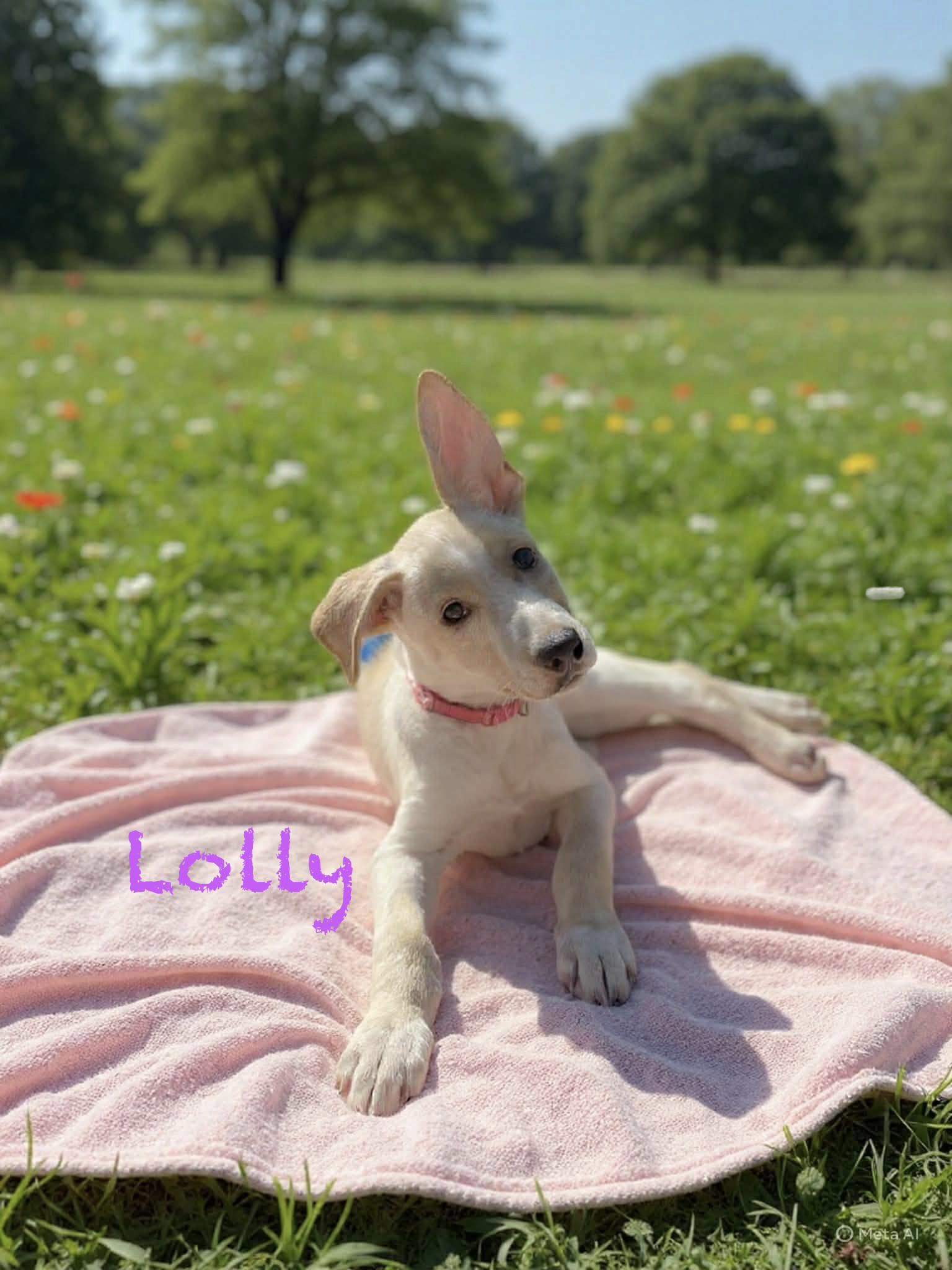 Lolly, ADOPTABLE, Puppy Female Labrador Retriever & Husky.