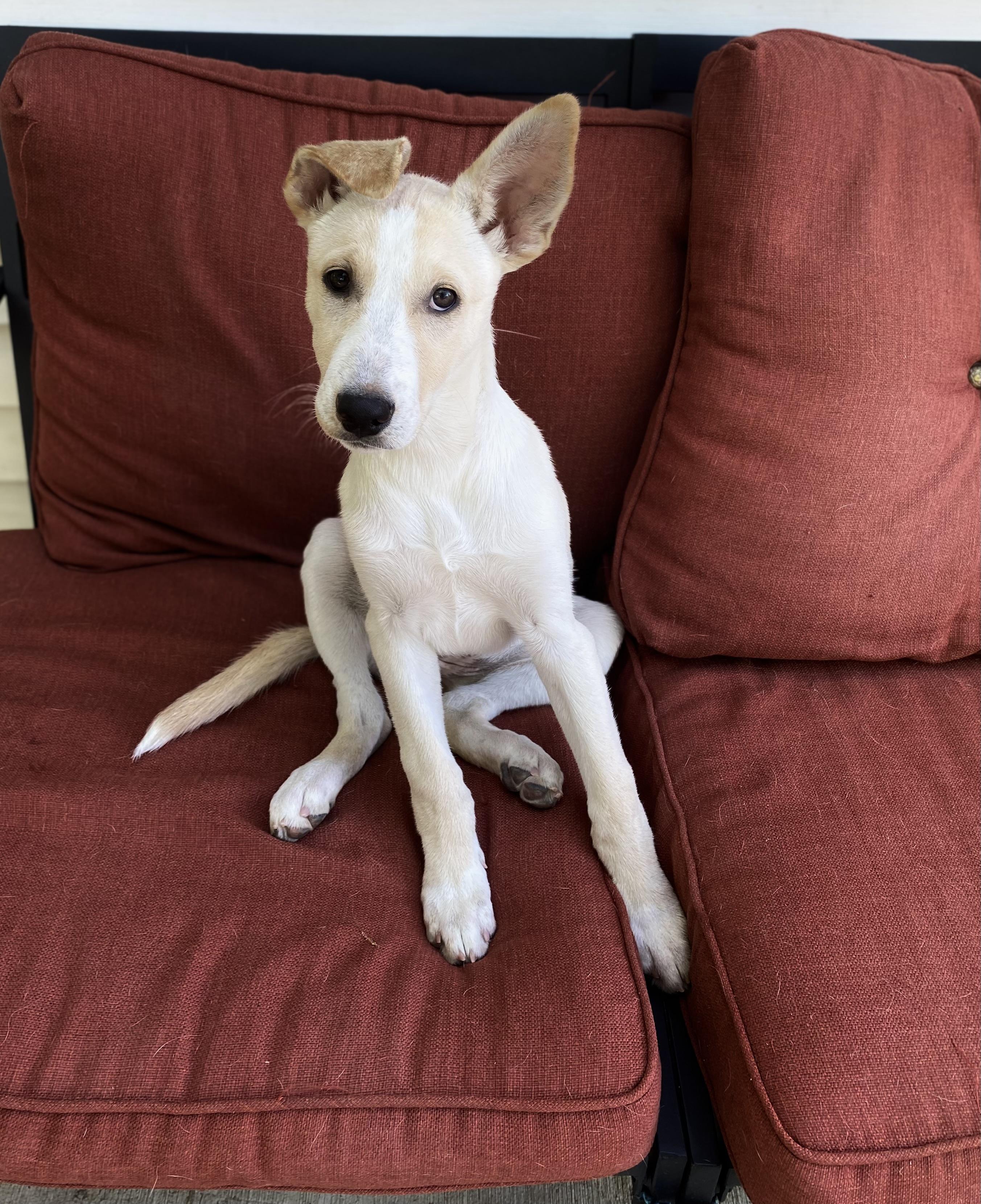 Lolly, a ADOPTABLE mixed breed in Hatfield, PA image 3/5