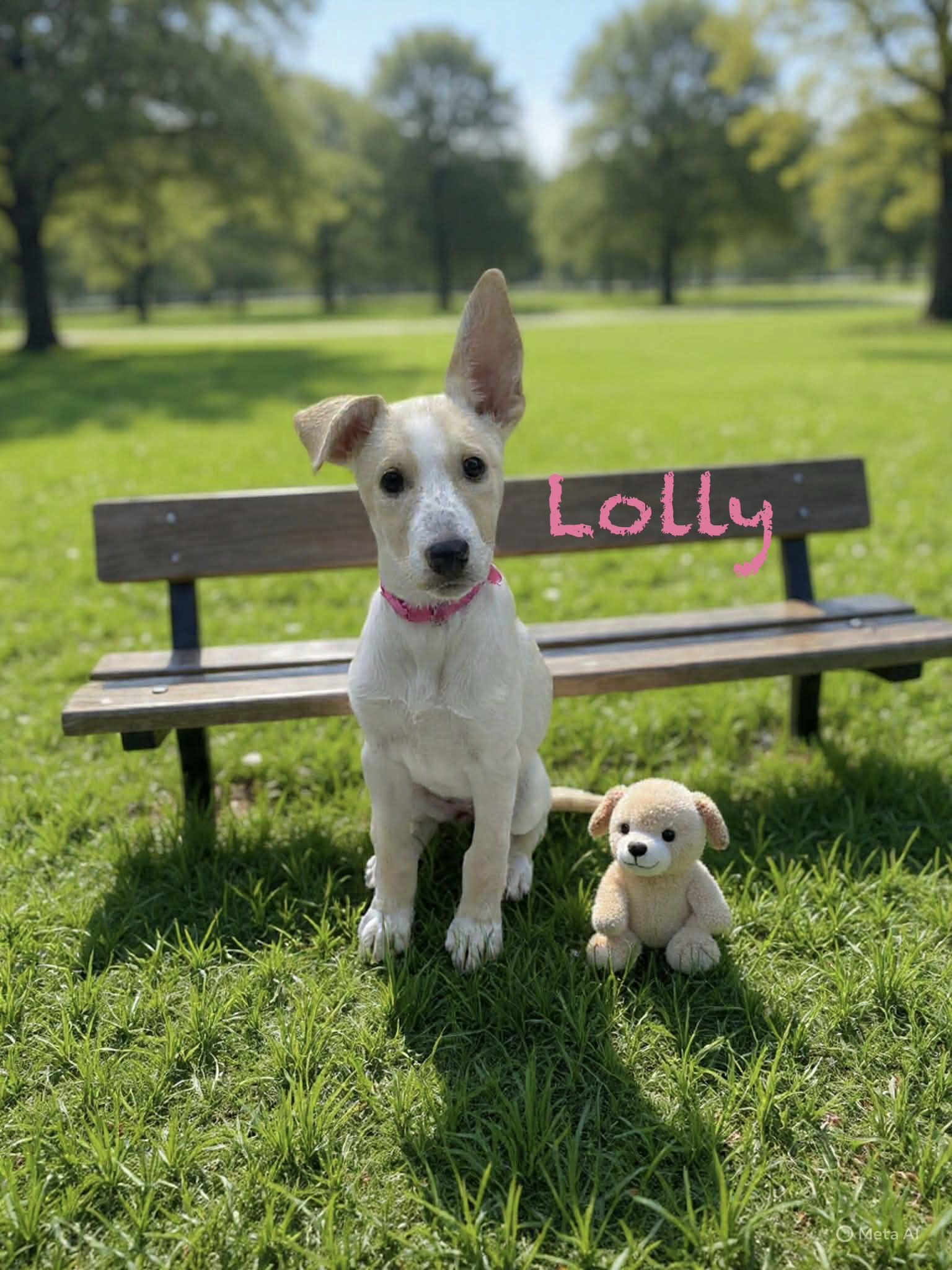Lolly, a ADOPTABLE mixed breed in Hatfield, PA image 4/5