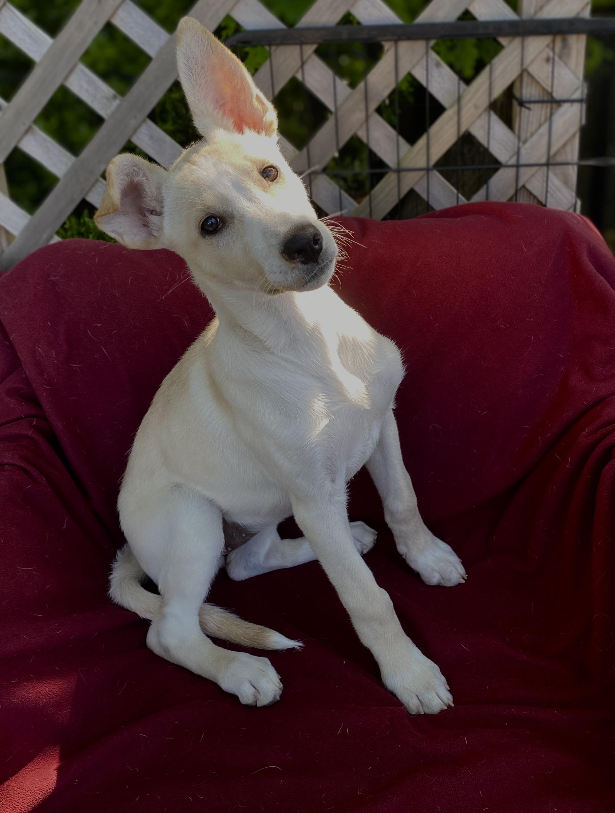 Lolly, a ADOPTABLE mixed breed in Hatfield, PA image 5/5