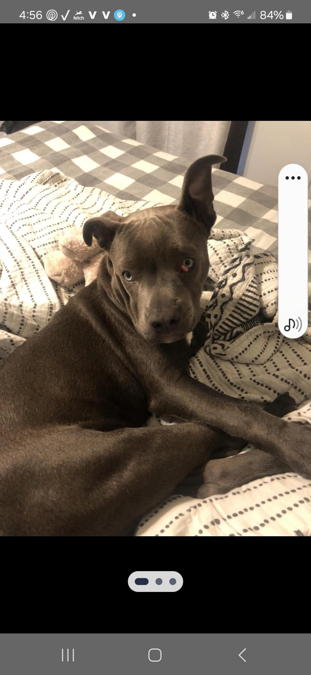 Capone, Adoptable, Adult Male Pit Bull Terrier.