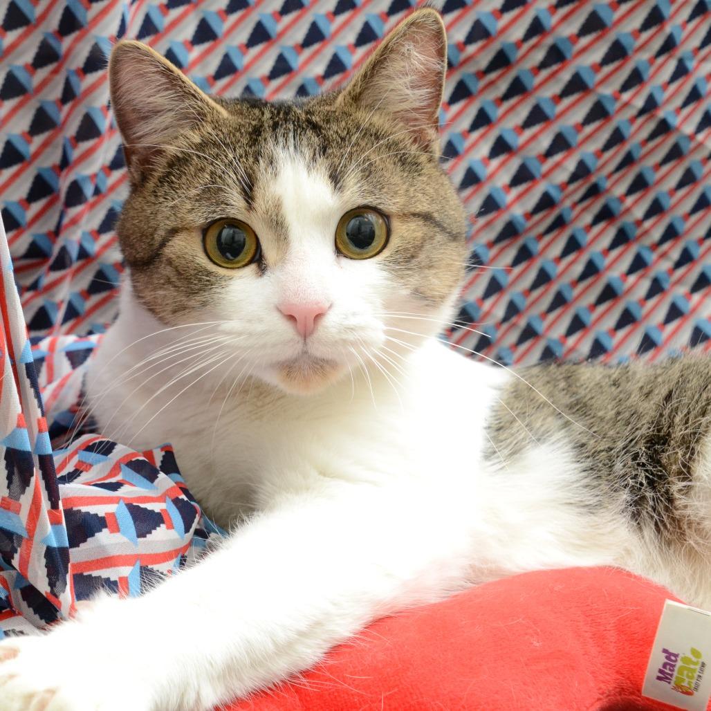 Django, a Adoptable Domestic Short Hair in Natick, MA image 1/6