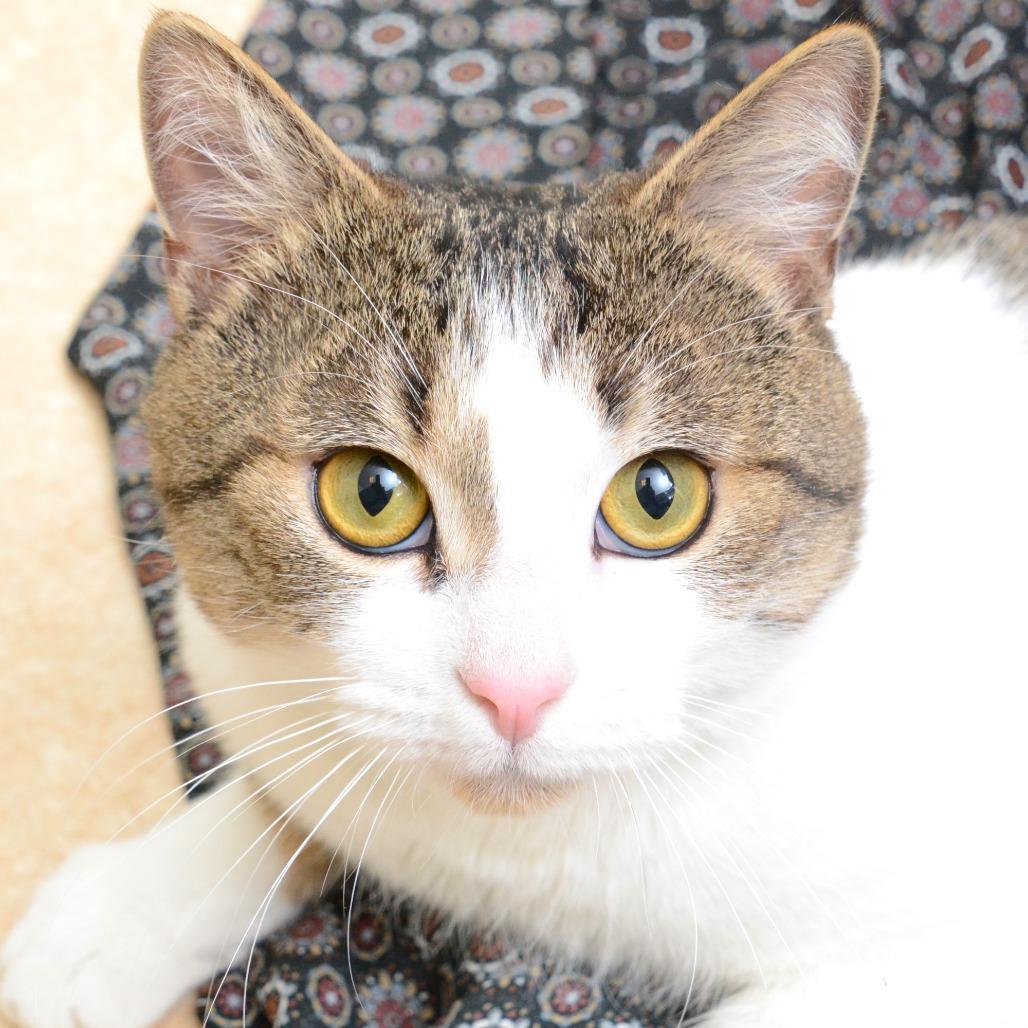 Django, a Adoptable Domestic Short Hair in Natick, MA image 2/6