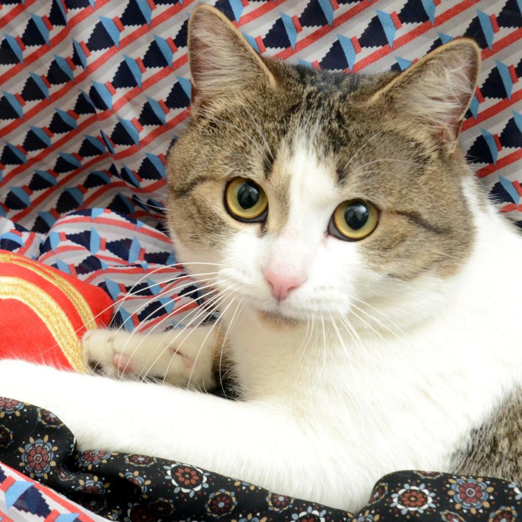 Django, a Adoptable Domestic Short Hair in Natick, MA image 3/6