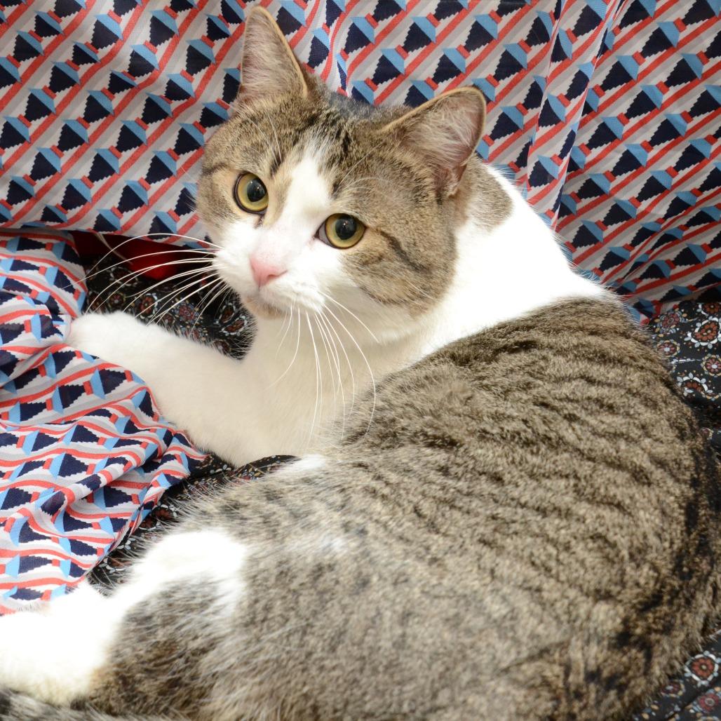 Django, a Adoptable Domestic Short Hair in Natick, MA image 5/6