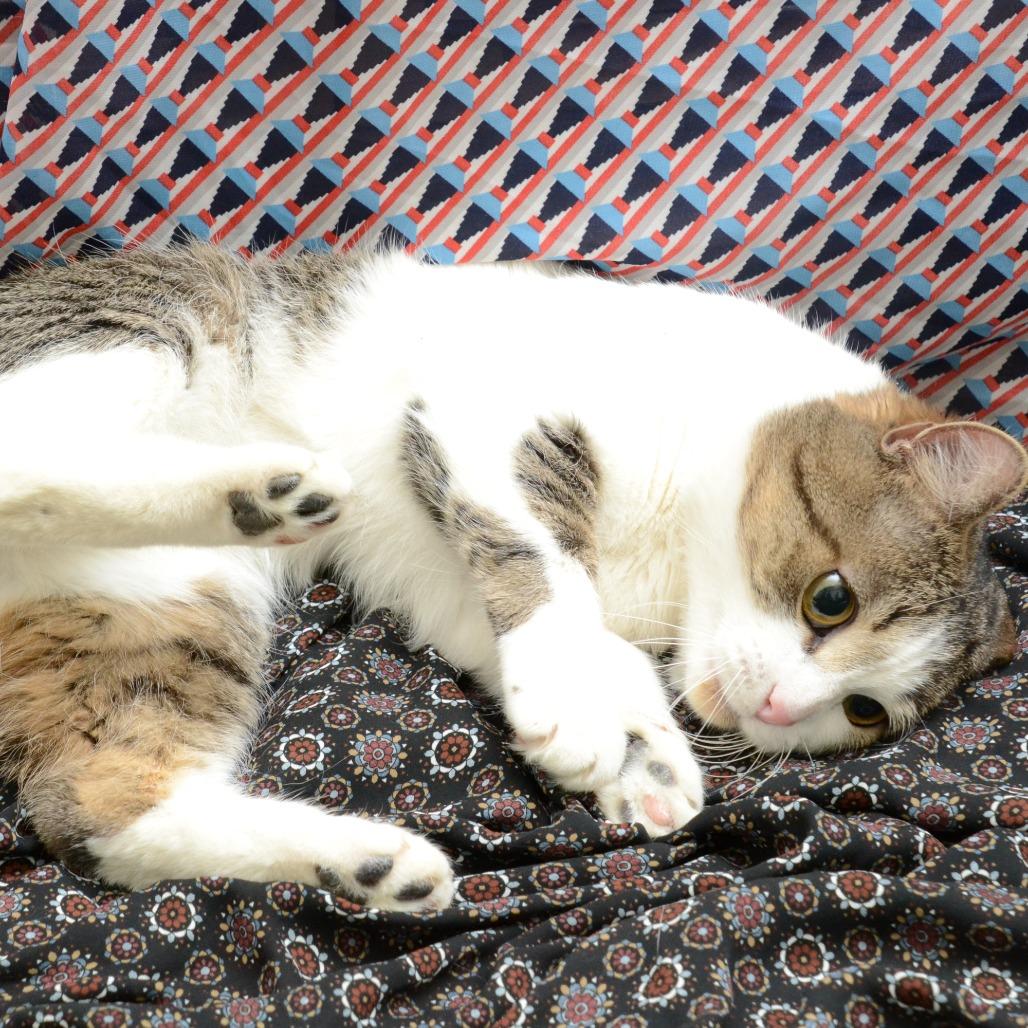 Django, a Adoptable Domestic Short Hair in Natick, MA image 6/6