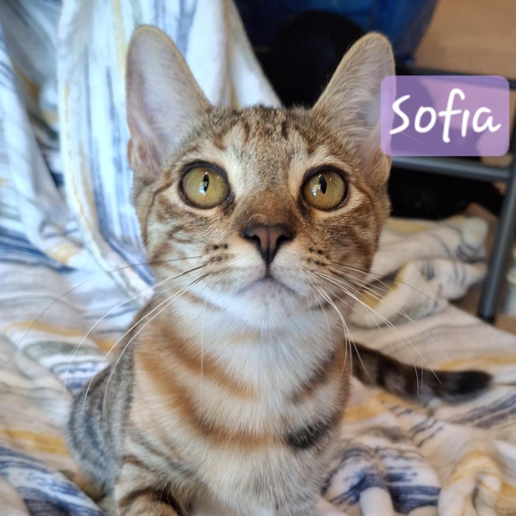 Sofia