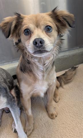 Enlarge COCO, a Adoptable mixed breed in San Martin, CA image 1/1