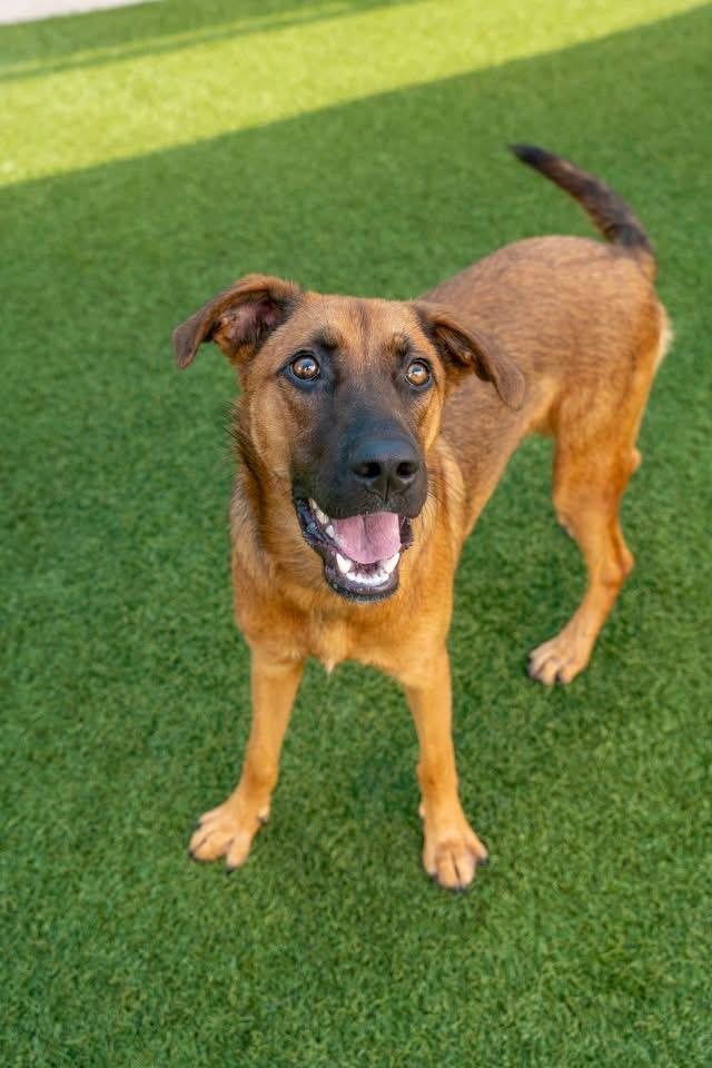 BRYNN- BEAUTIFUL & BUBBLY!, Young Female German Shepherd Dog