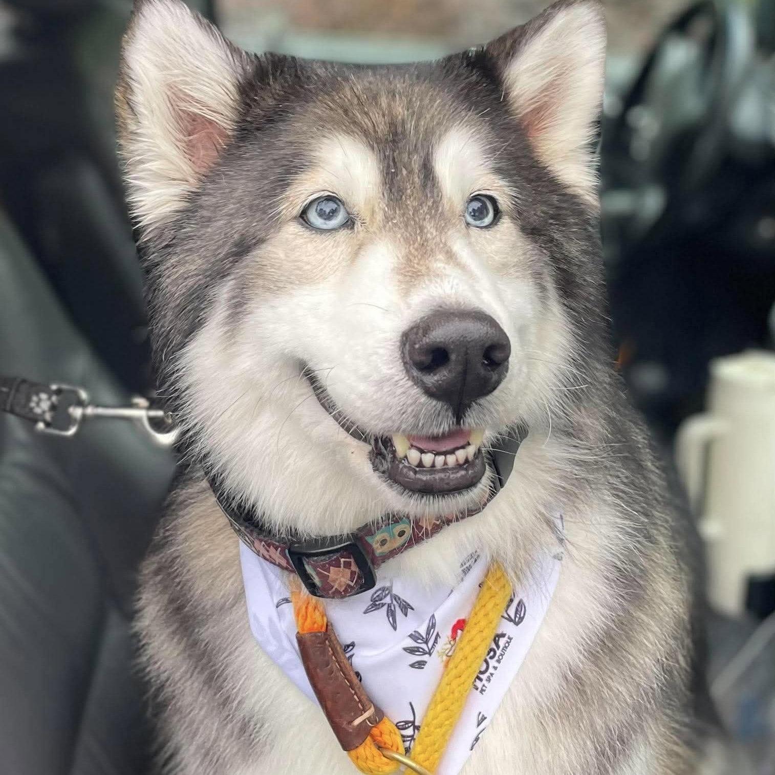 Enlarge Bella, a Adoptable Alaskan Malamute in Cary, NC image 1/3