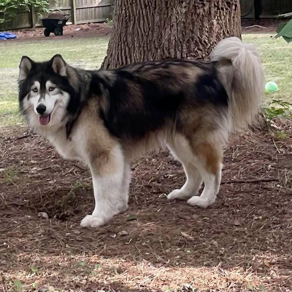 Bella, a Adoptable Alaskan Malamute in Cary, NC image 2/3