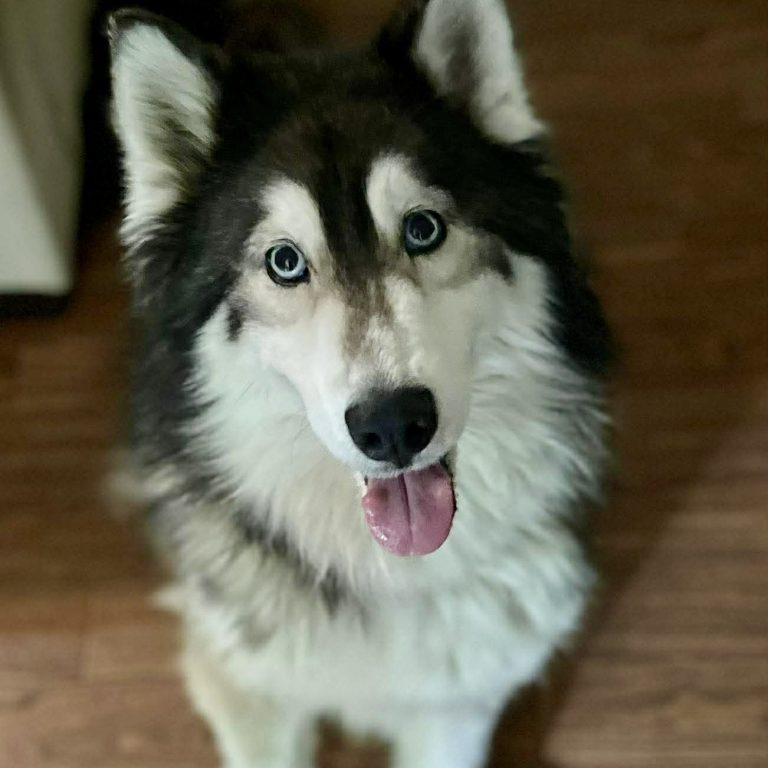 Enlarge Bella, a Adoptable Alaskan Malamute in Cary, NC image 2/3