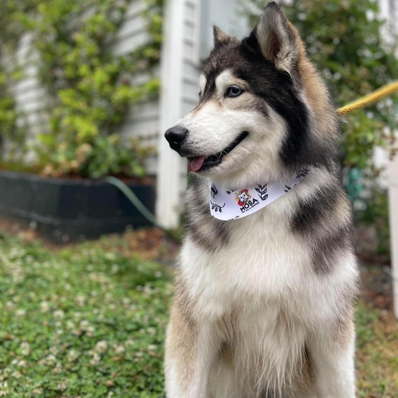 Enlarge Bella, a Adoptable Alaskan Malamute in Cary, NC image 3/3