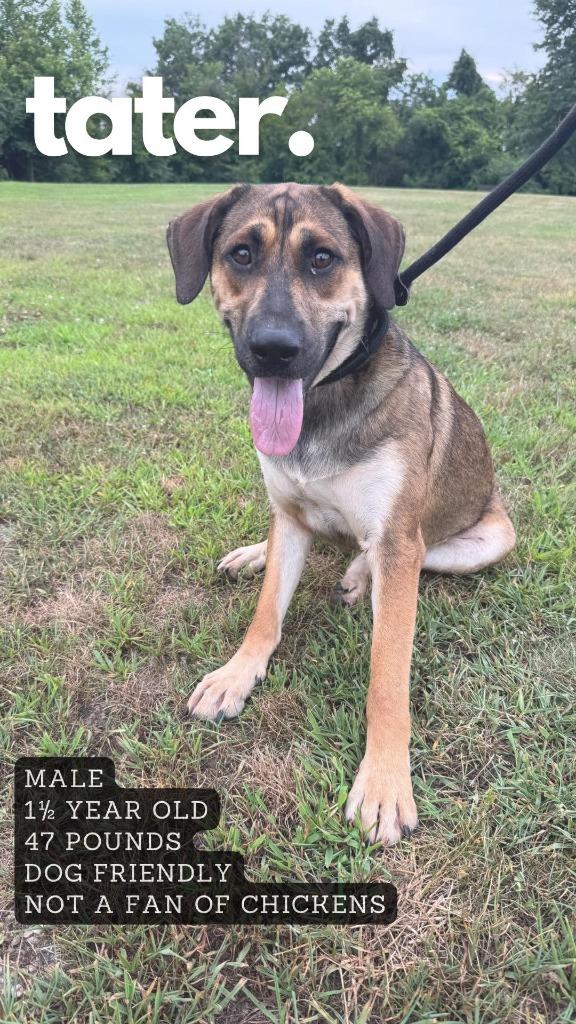 Enlarge Tater, a Adoptable mixed breed in Ashland, KY image 2/2
