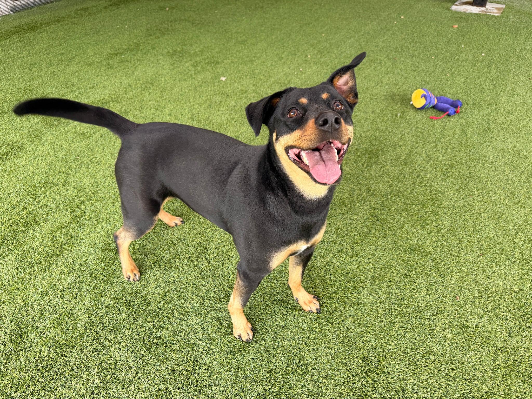 Enlarge London, a ADOPTABLE mixed breed in Monticello, IA image 1/1