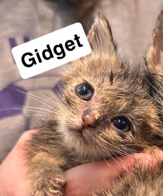 Gidget, Adopted, Young Female American Shorthair.