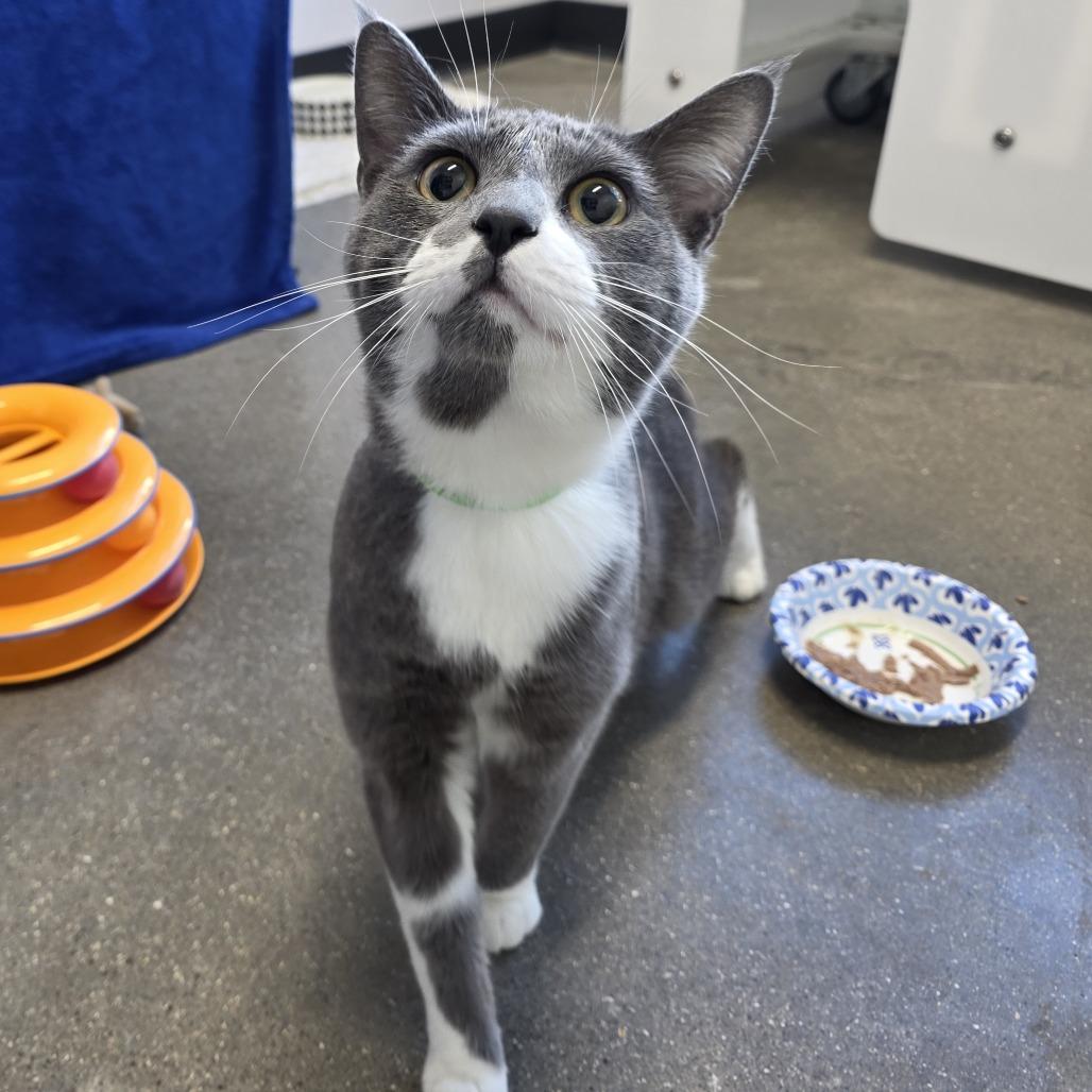 Enlarge Dusky, a Adoptable Domestic Short Hair in Fort Wayne, IN image 1/2