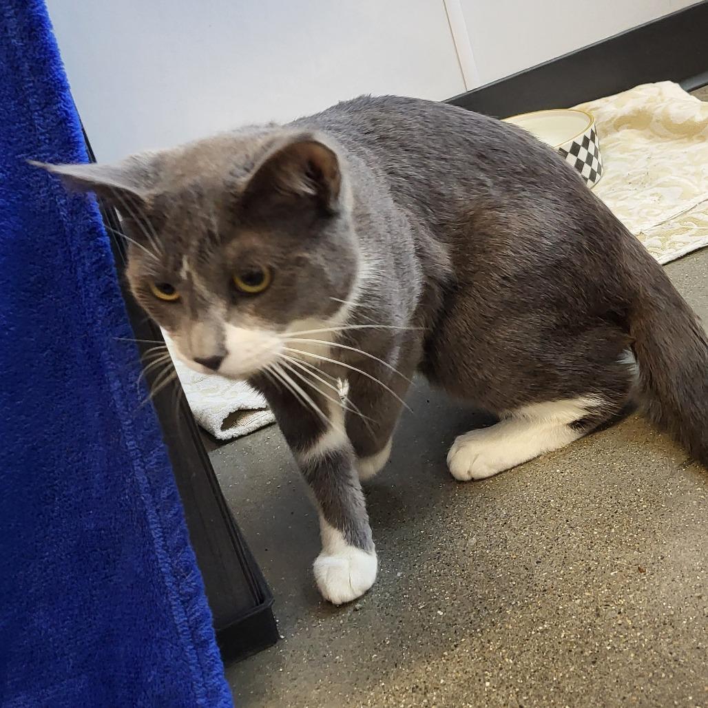 Enlarge Dusky, a Adoptable Domestic Short Hair in Fort Wayne, IN image 2/2