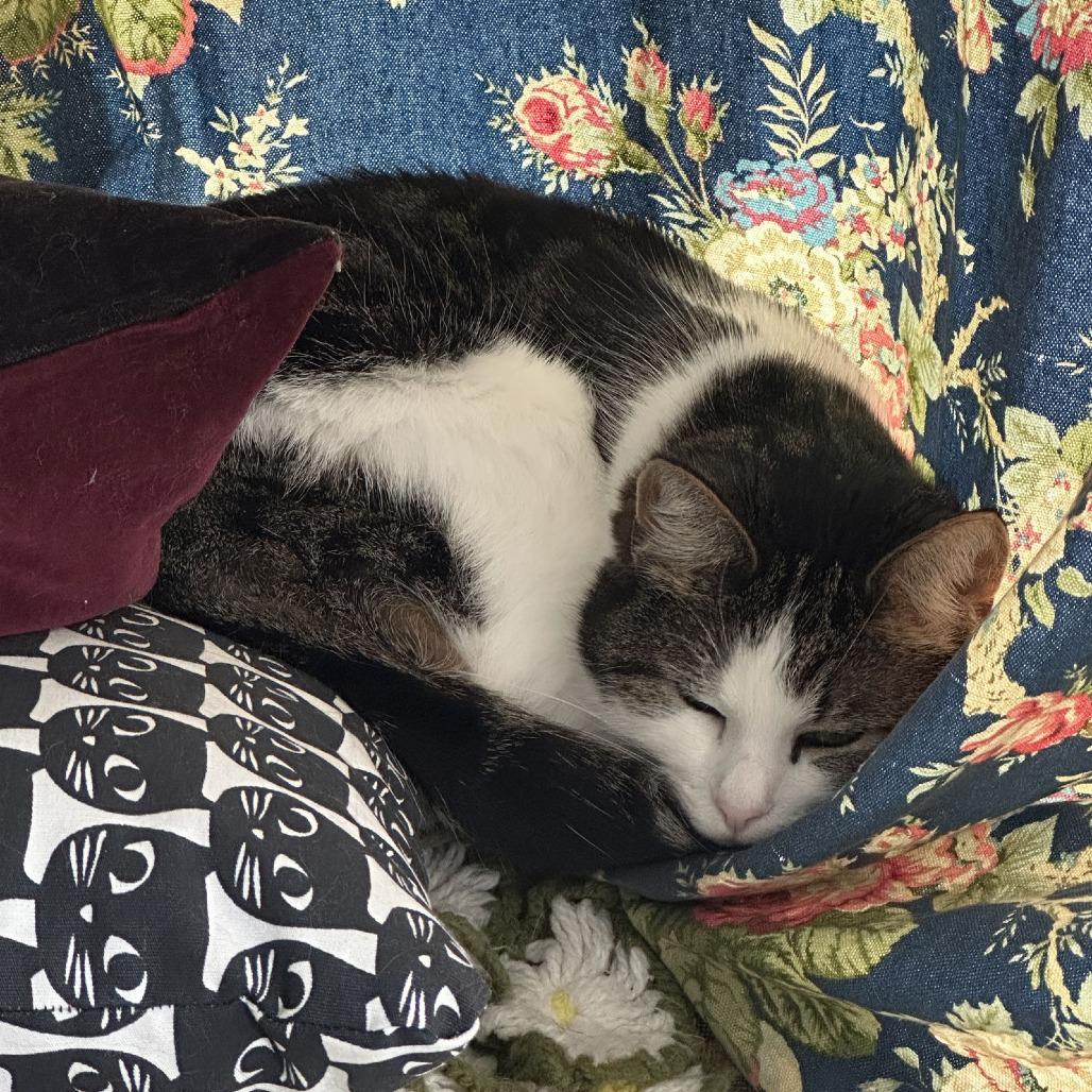 Pepper, Adoptable, Senior Female Domestic Short Hair.