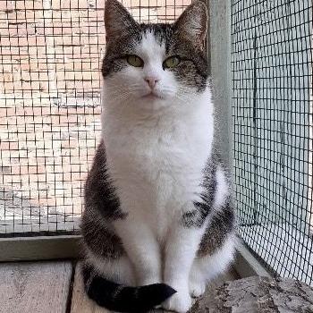 Enlarge Pepper, a Adoptable Domestic Short Hair in Pittsburgh, PA image 3/3