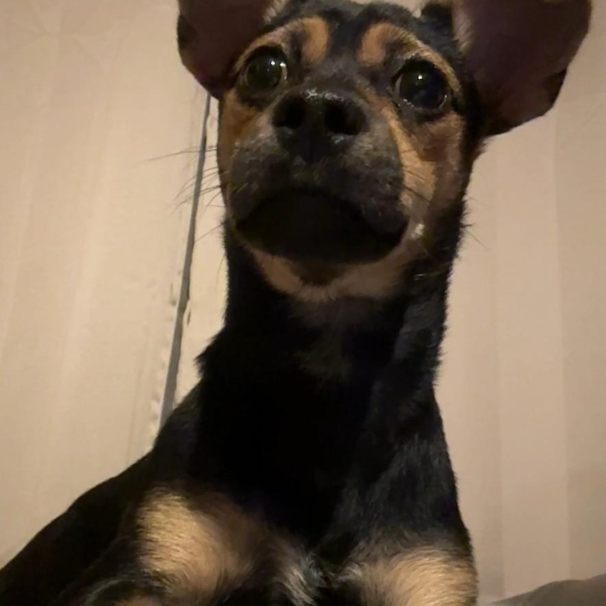 Biggie smalls! Sweet tiny spunky boy!, Adoptable, Puppy Male Miniature Pinscher & Jack Russell Terrier.