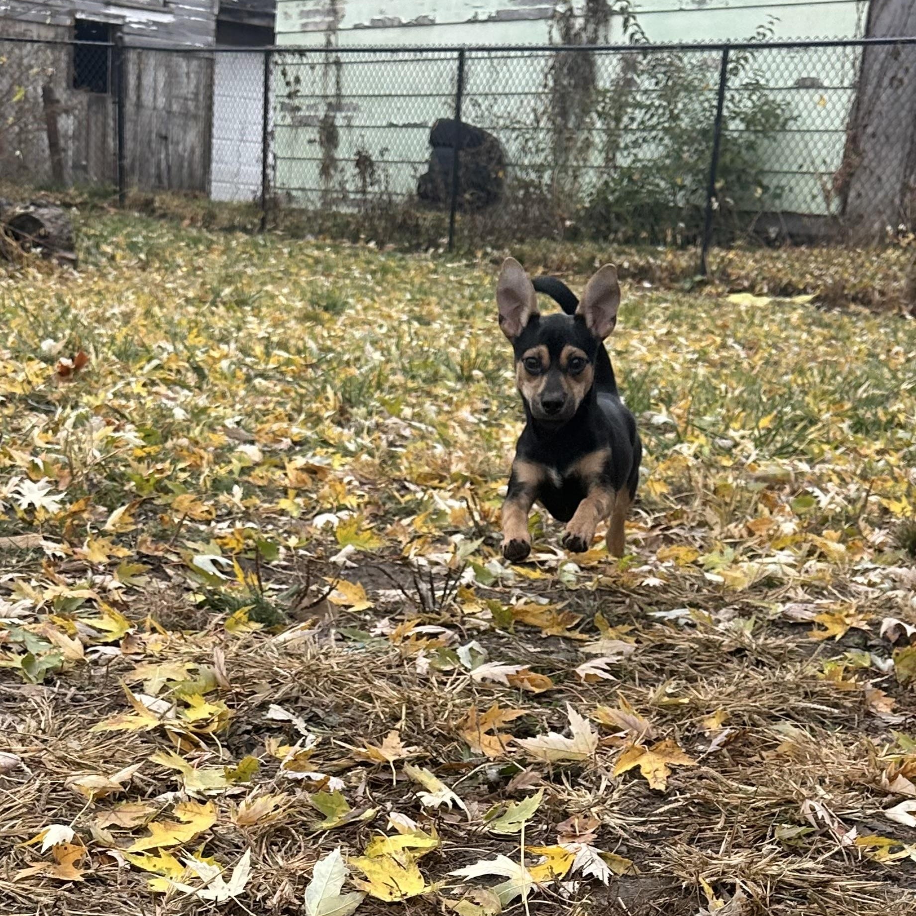 Enlarge Biggie smalls! Sweet tiny spunky boy!, an adopted mixed breed in RUSSIAVILLE, IN image 3/4
