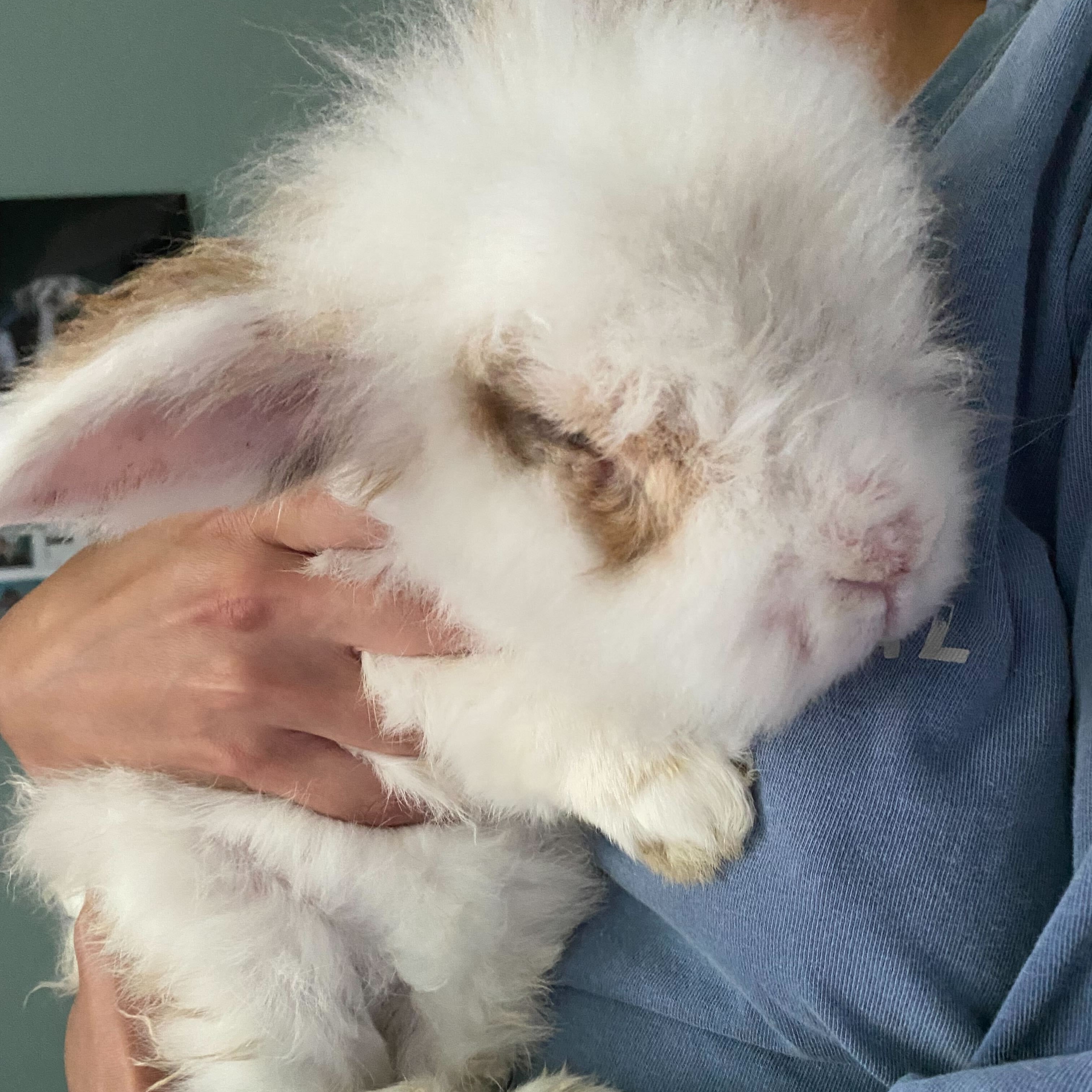 Enlarge Carl, a Adopted Lionhead in Orangeville, ON image 5/6