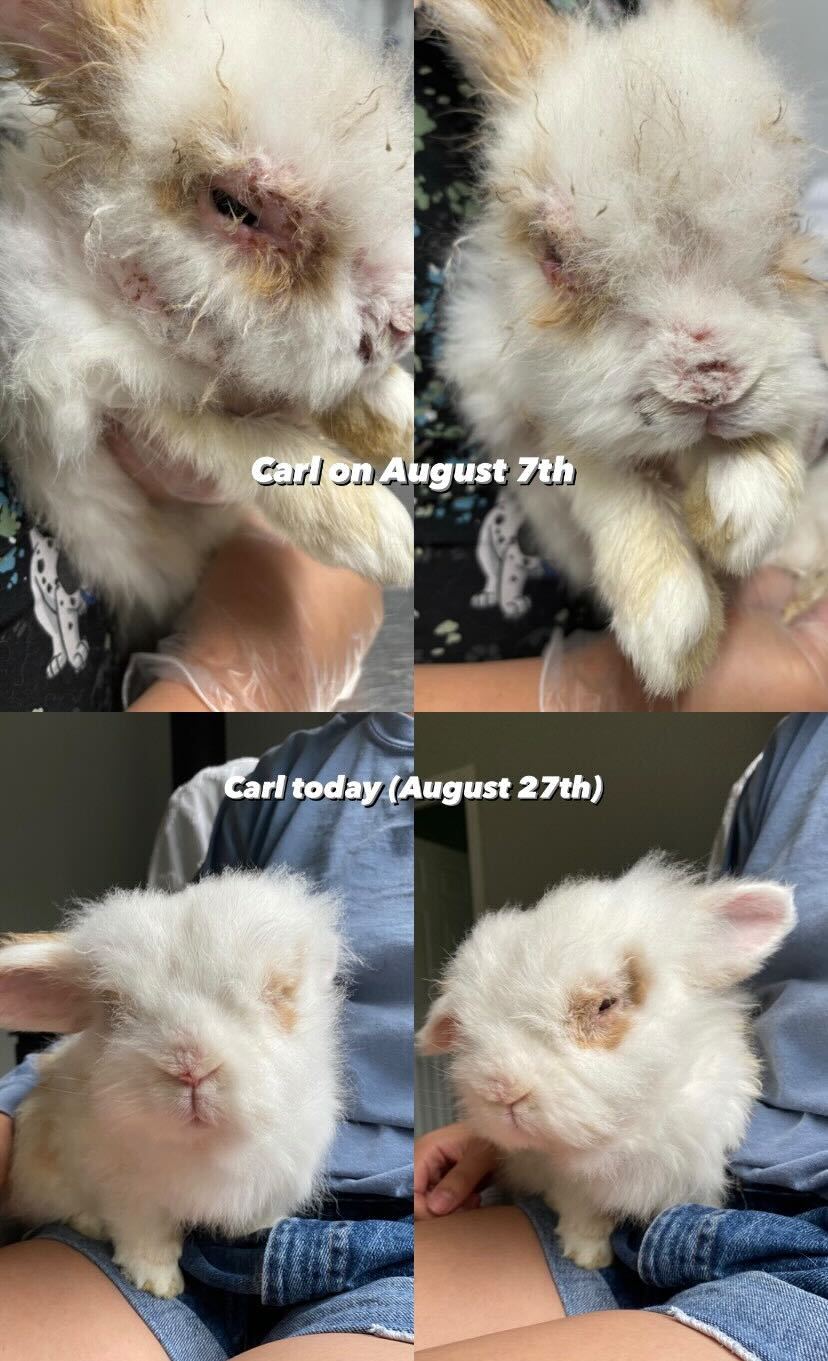 Enlarge Carl, a Adopted Lionhead in Orangeville, ON image 2/6