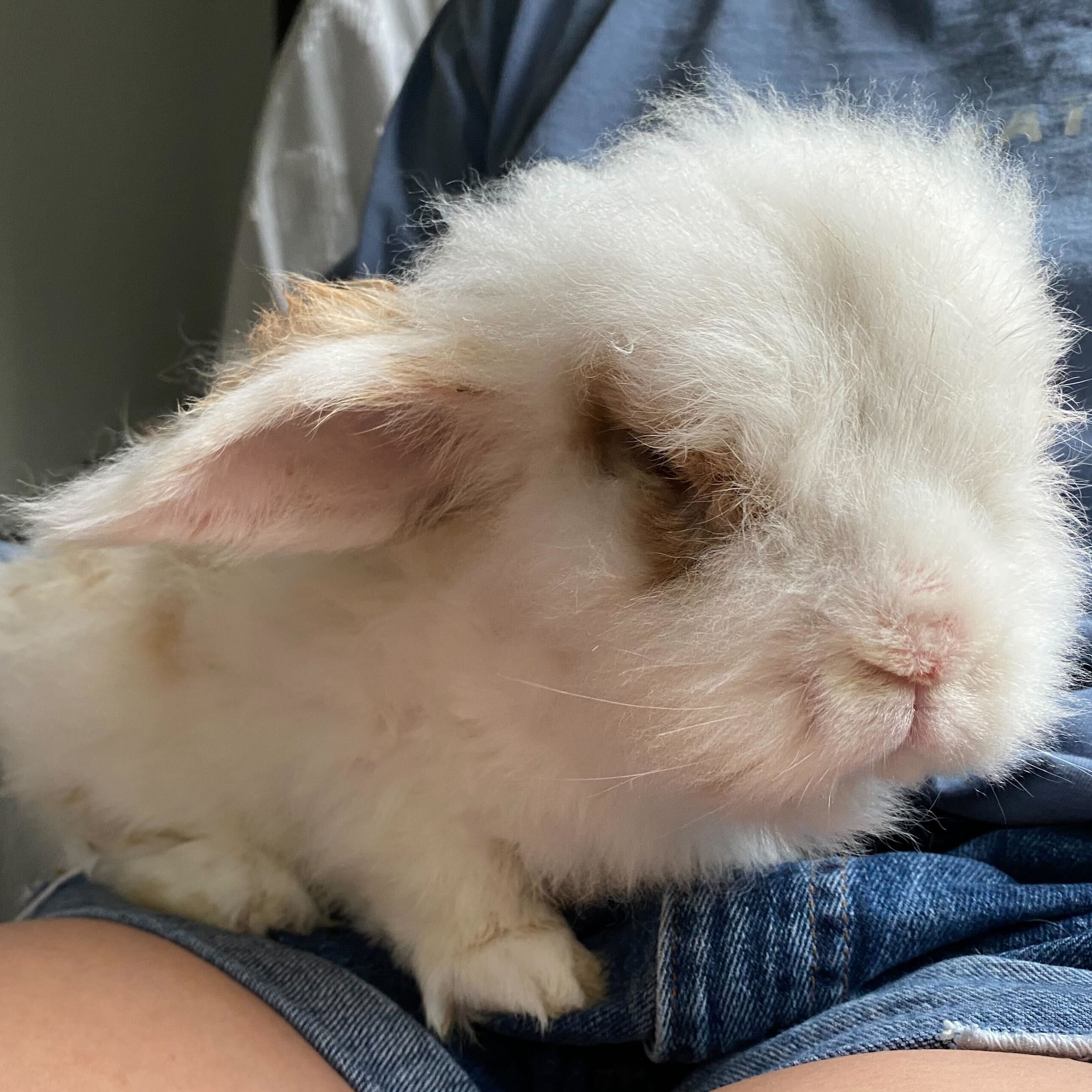 Enlarge Carl, a Adopted Lionhead in Orangeville, ON image 6/6