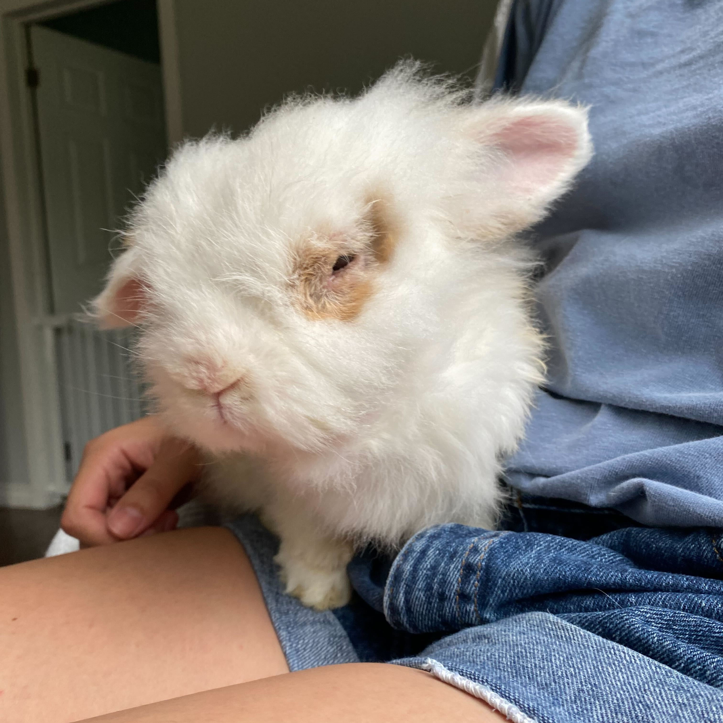 Enlarge Carl, a Adopted Lionhead in Orangeville, ON image 3/6