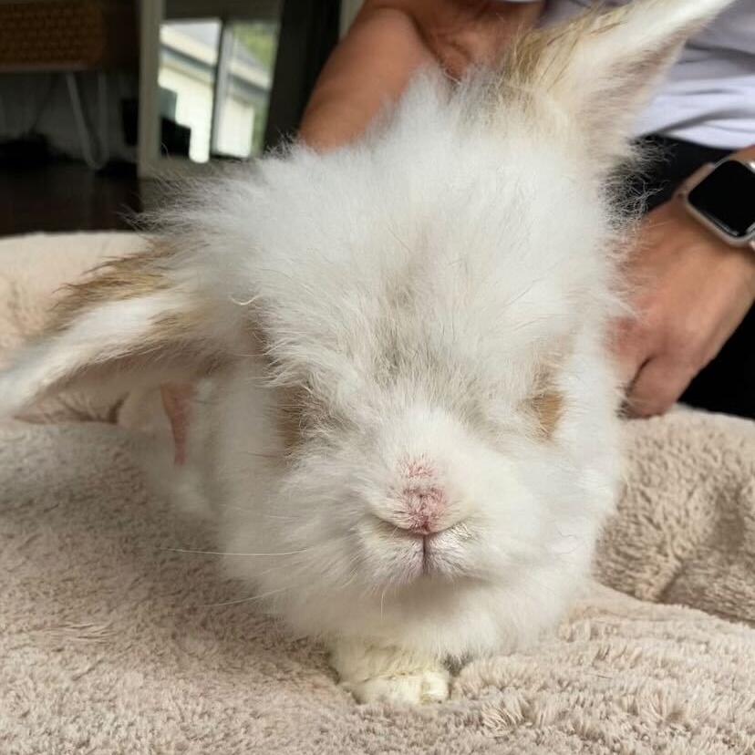 Enlarge Carl, a Adopted Lionhead in Orangeville, ON image 4/6