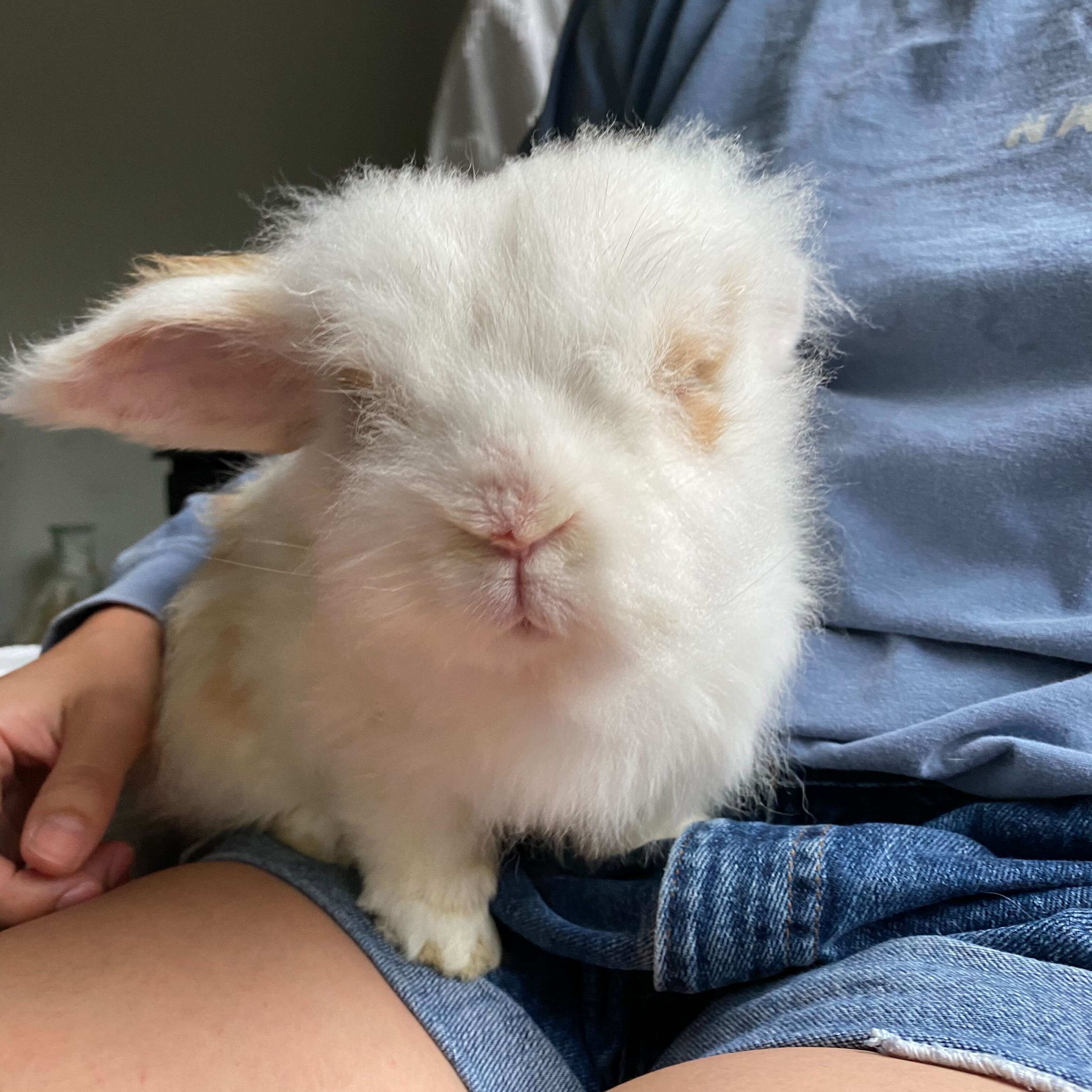 Enlarge Carl, a Adopted Lionhead in Orangeville, ON image 1/6