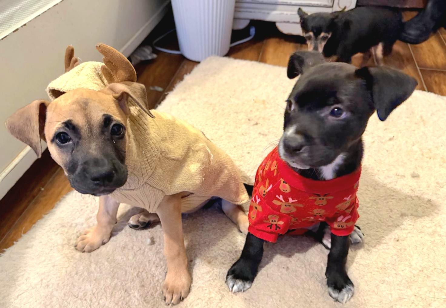 PANINI "In NY: Foster &/or Forever Home Needed!", a Adoptable mixed breed in New York, NY image 3/6