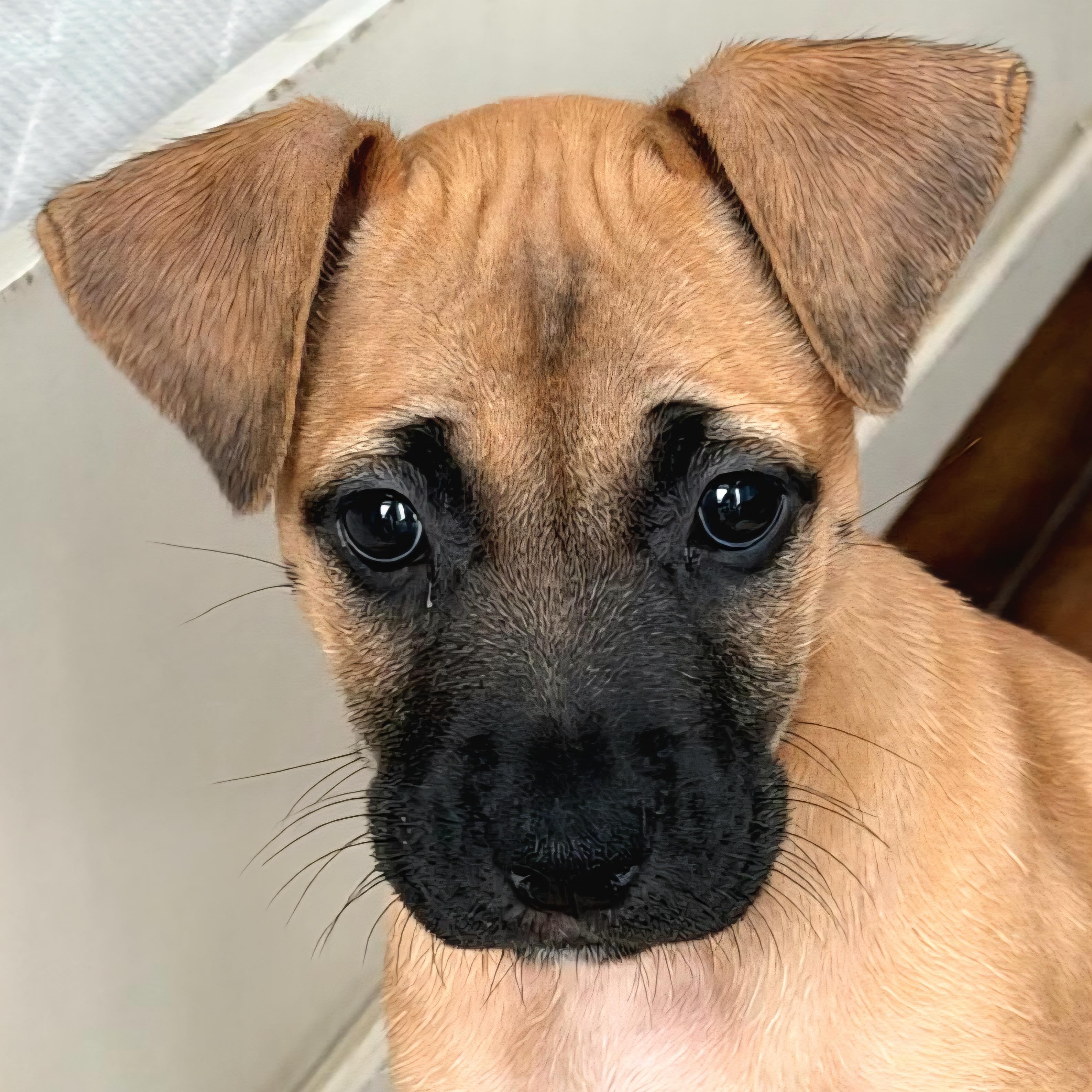 PANINI "In NY: Foster &/or Forever Home Needed!", a Adoptable mixed breed in New York, NY image 1/6