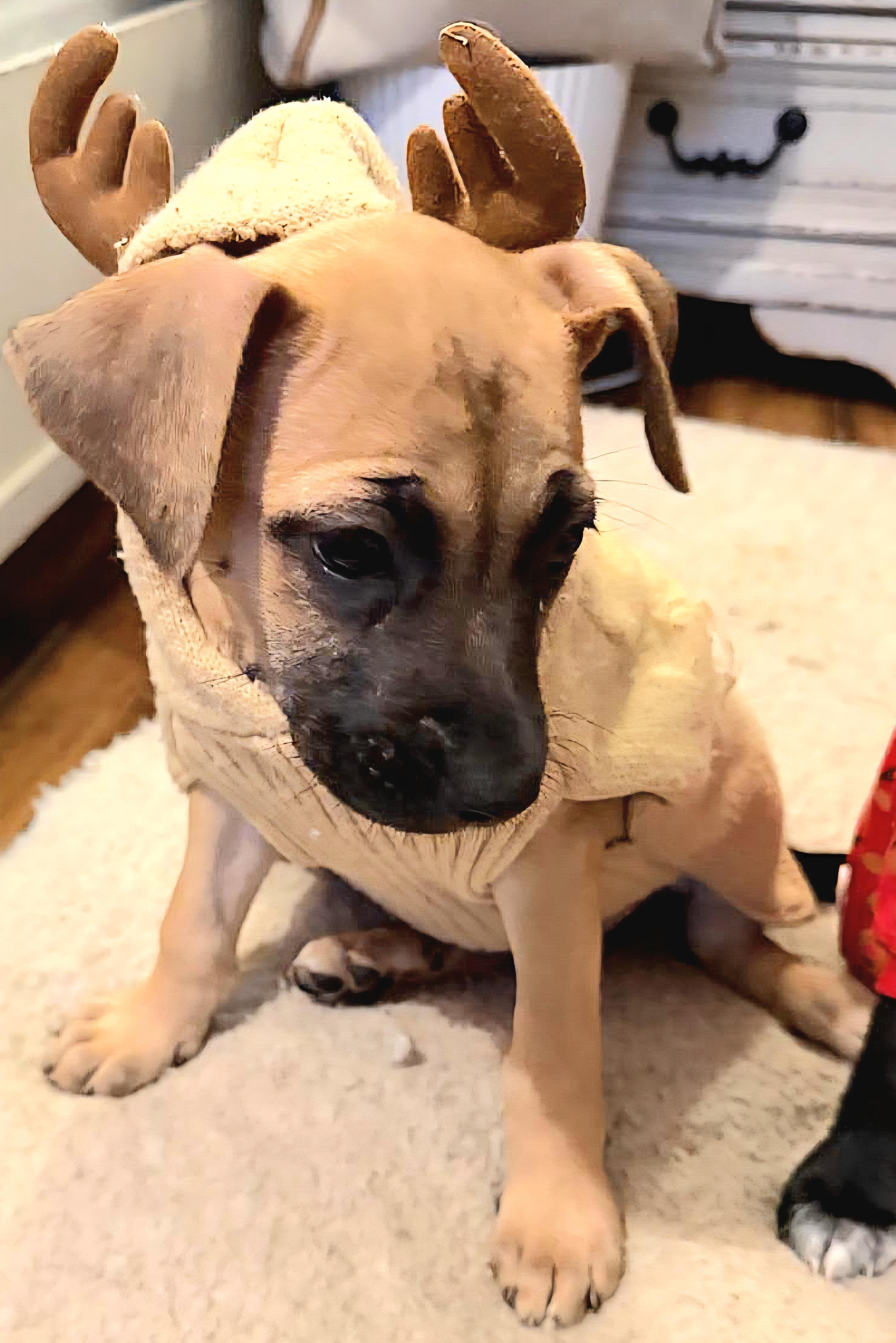 PANINI "In NY: Foster &/or Forever Home Needed!", a Adoptable mixed breed in New York, NY image 5/6